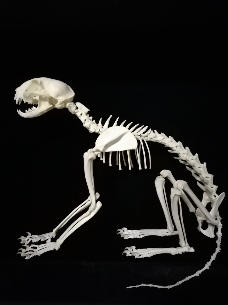 Rearticulated Skeletons
