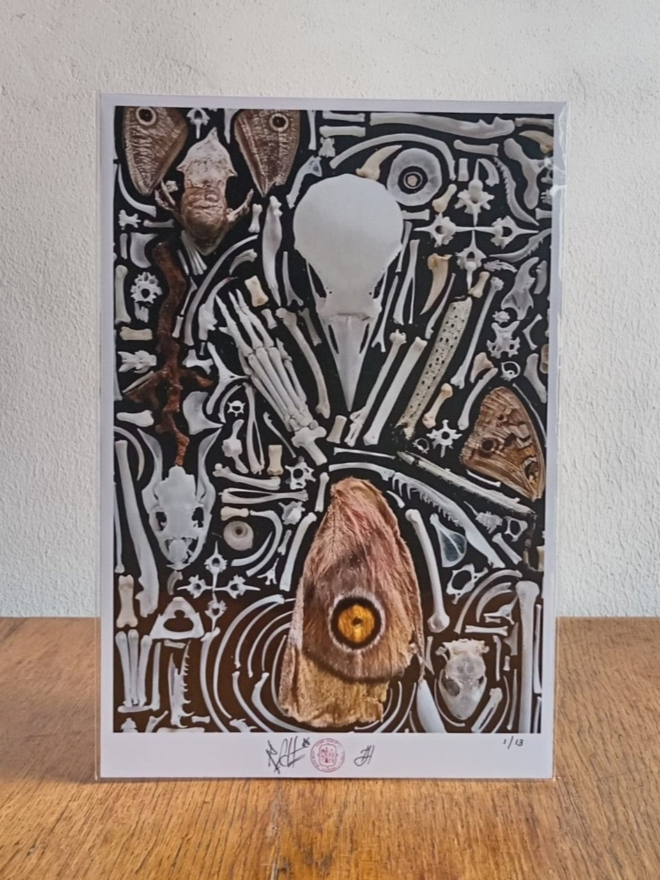 Nature Composition- Moth "Eye"