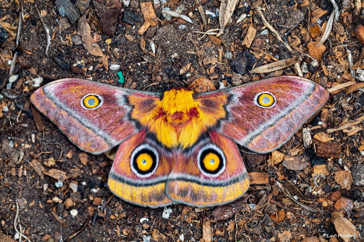 Pine Tree Emperor Moth