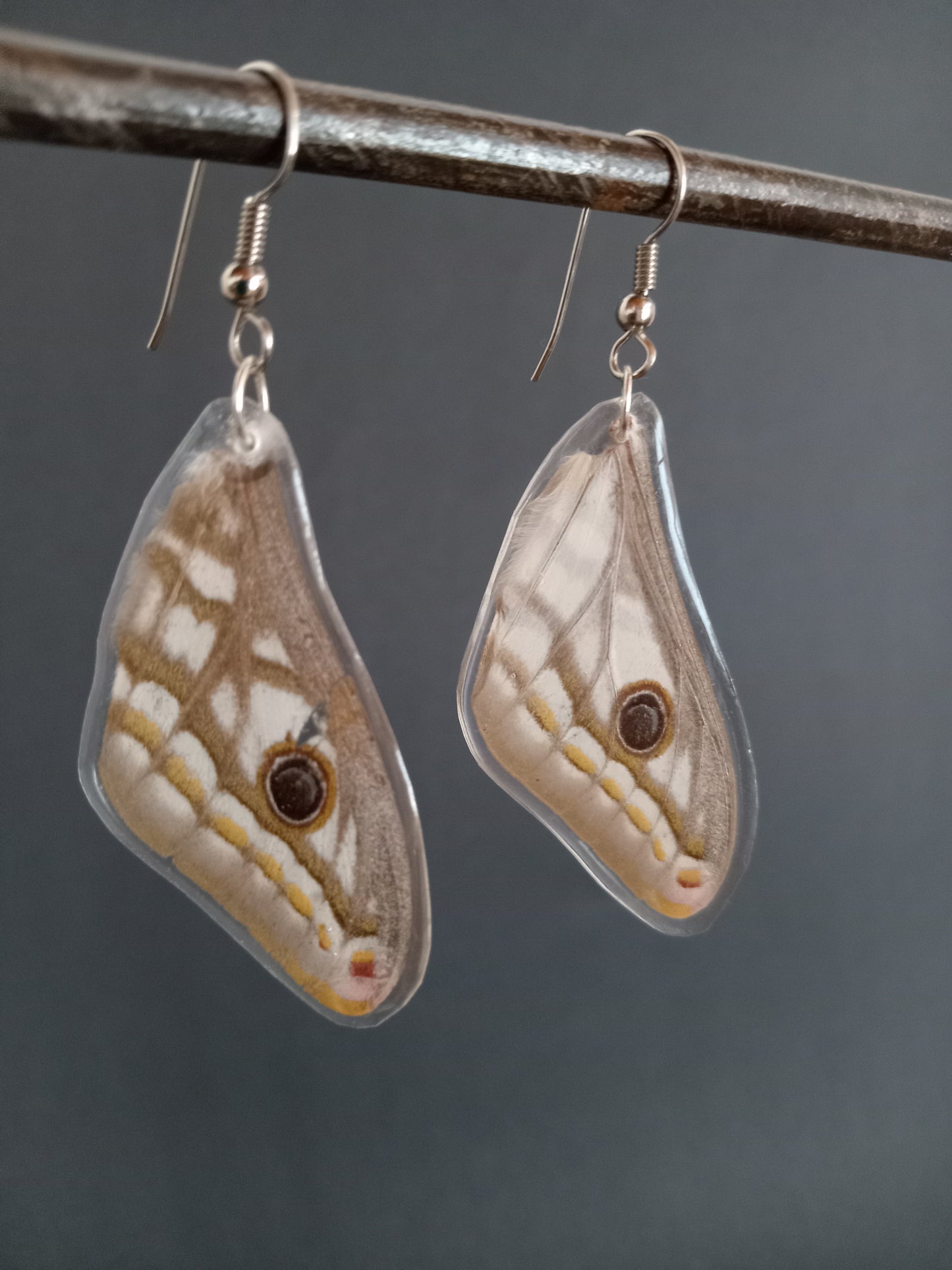 Marbled Emperor Moth