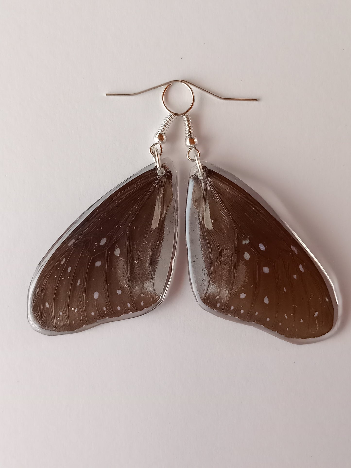 Isolated Common Crow Butterfly