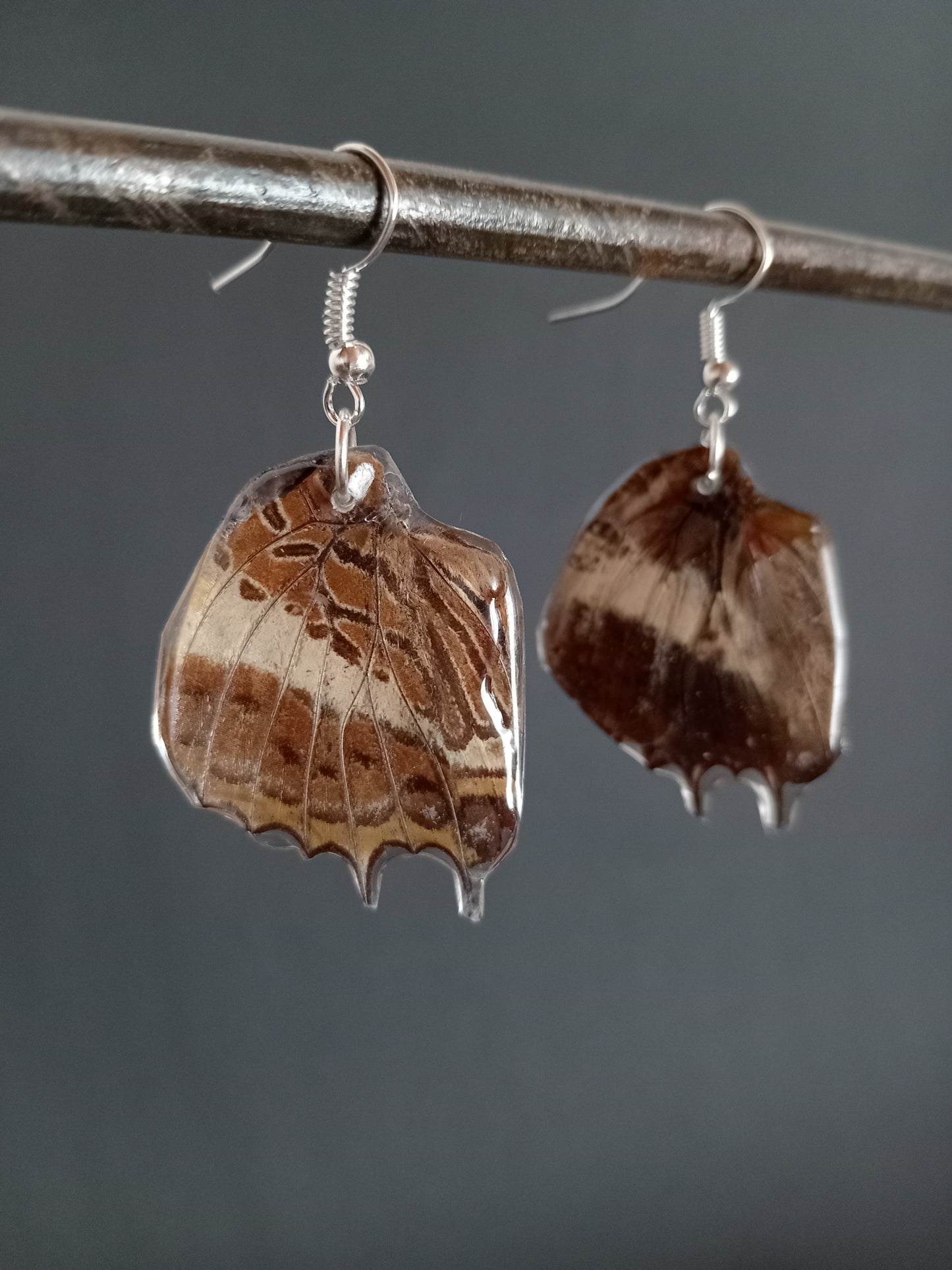 Natal White-barred Charaxes