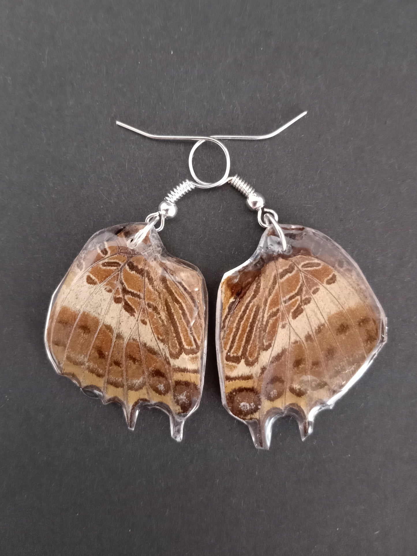 Natal White-barred Charaxes