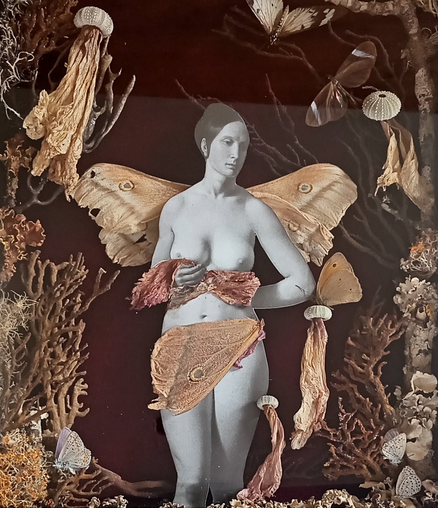 Mother Moth