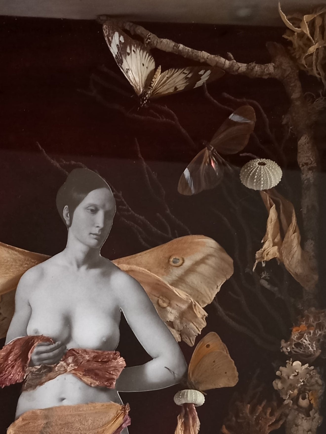 Mother Moth