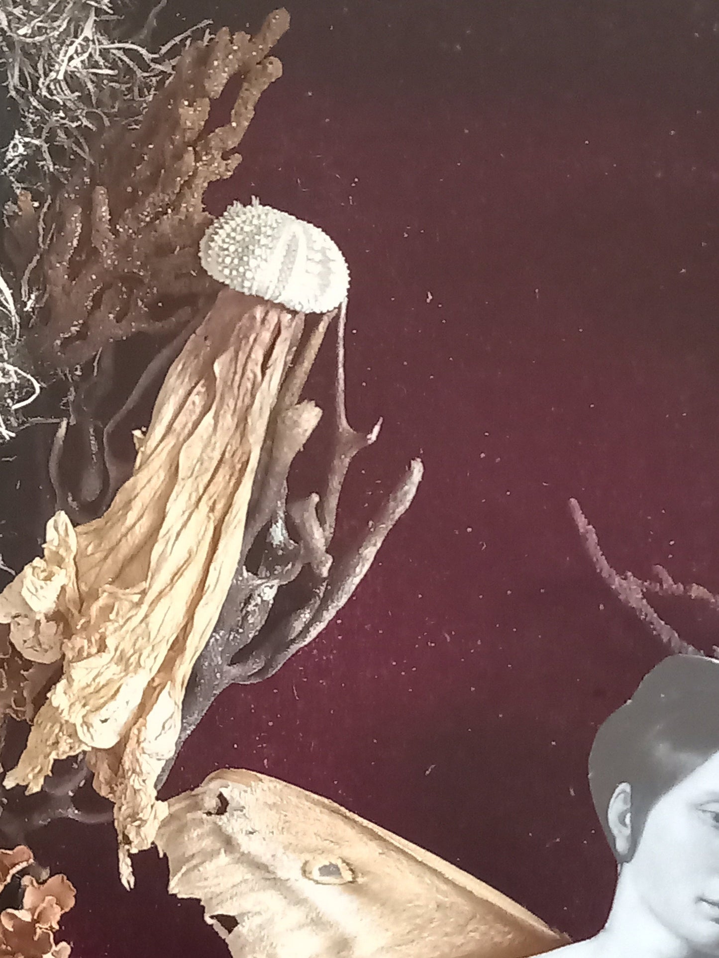 Mother Moth