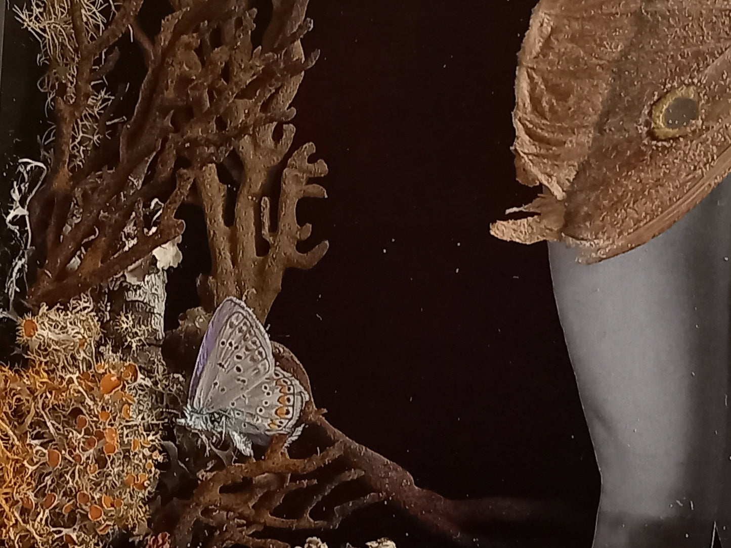 Mother Moth