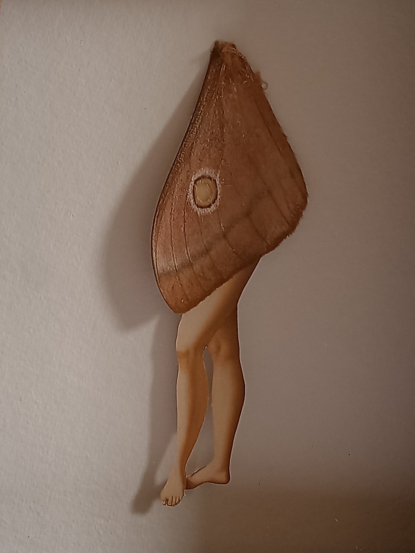 Moth legs