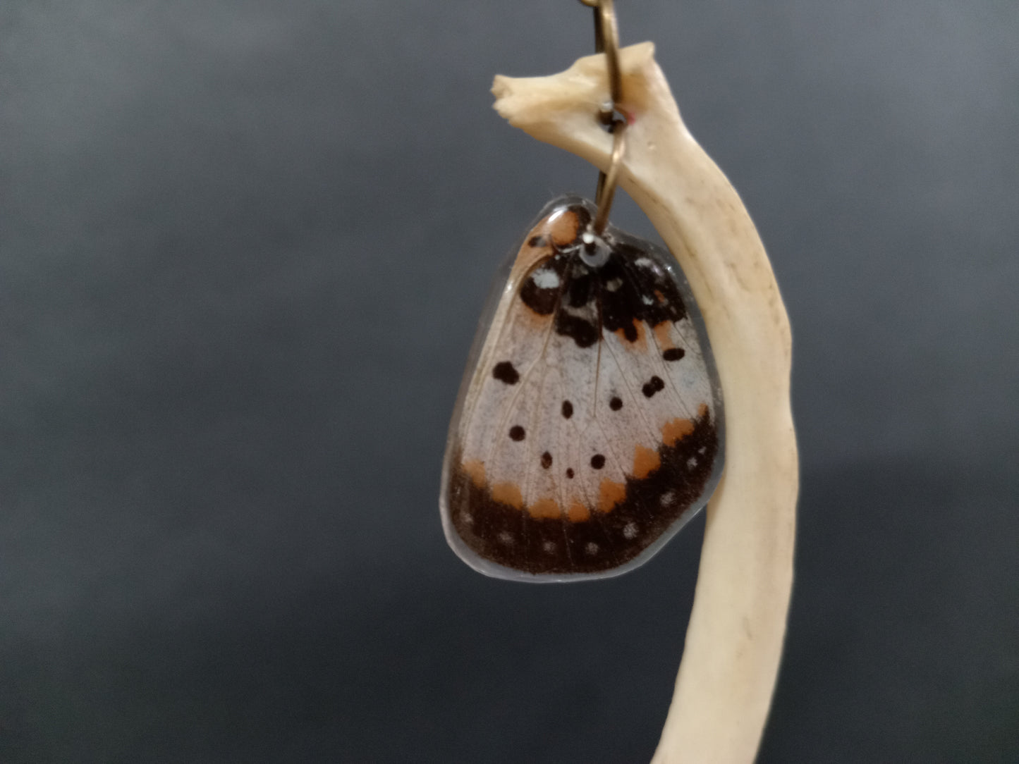 Canine Rib Bones and Butterfly