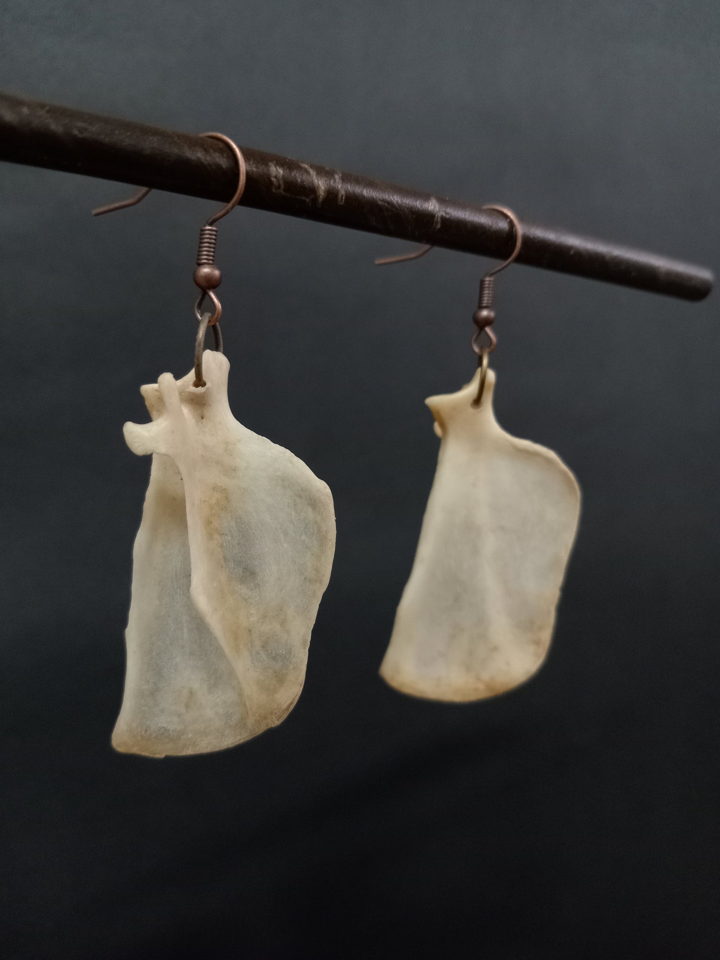 Mongoose Scapula