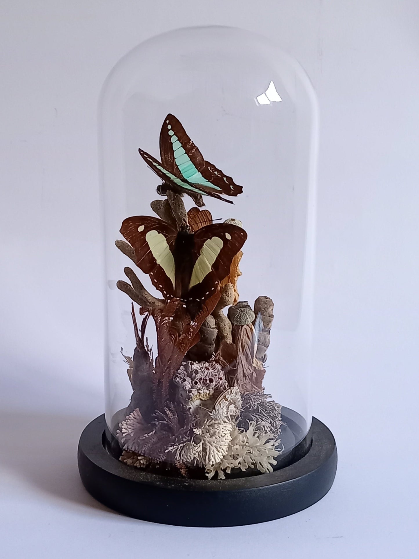 Butterfly Glass Dome