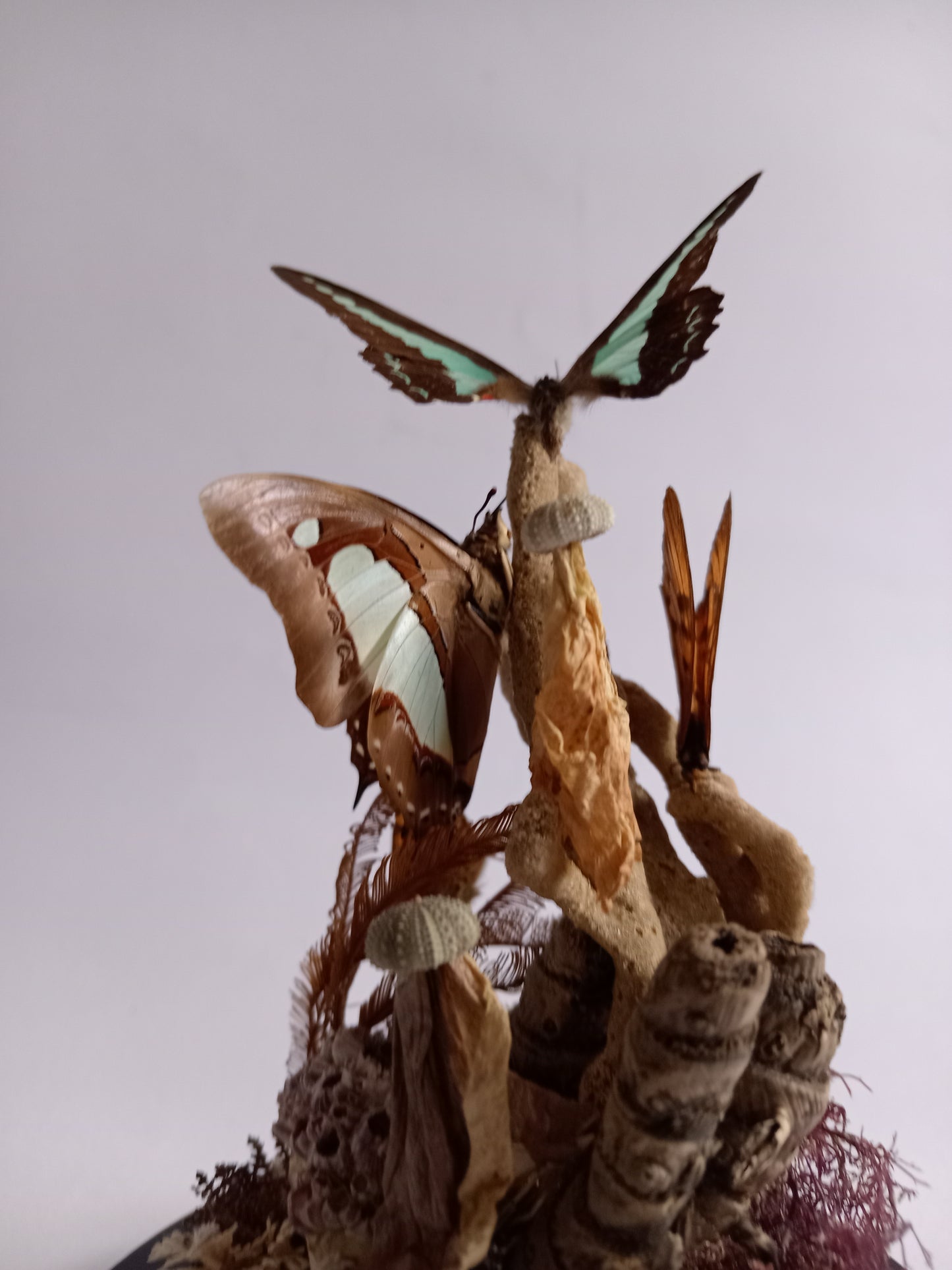 Butterfly Glass Dome