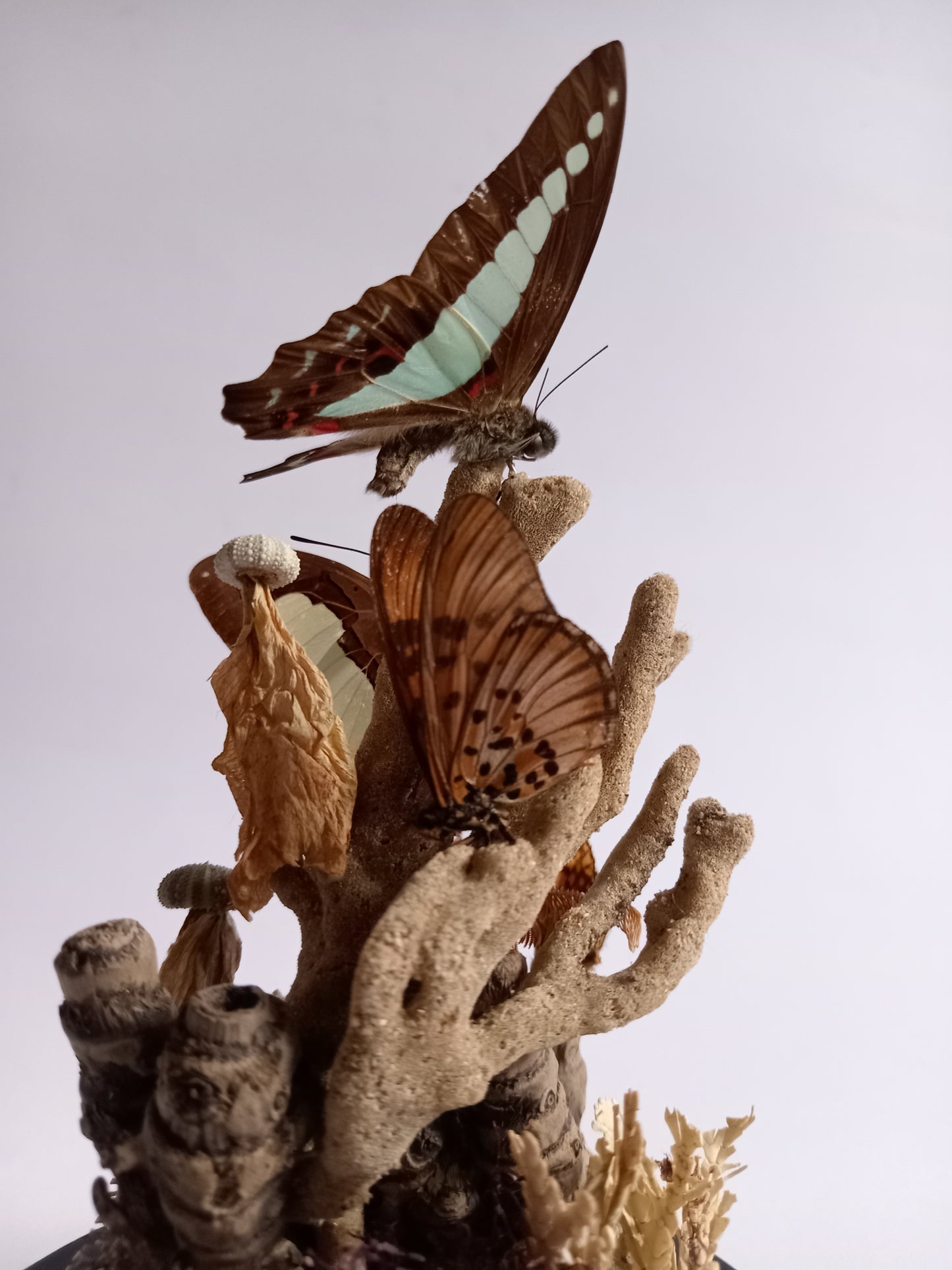 Butterfly Glass Dome