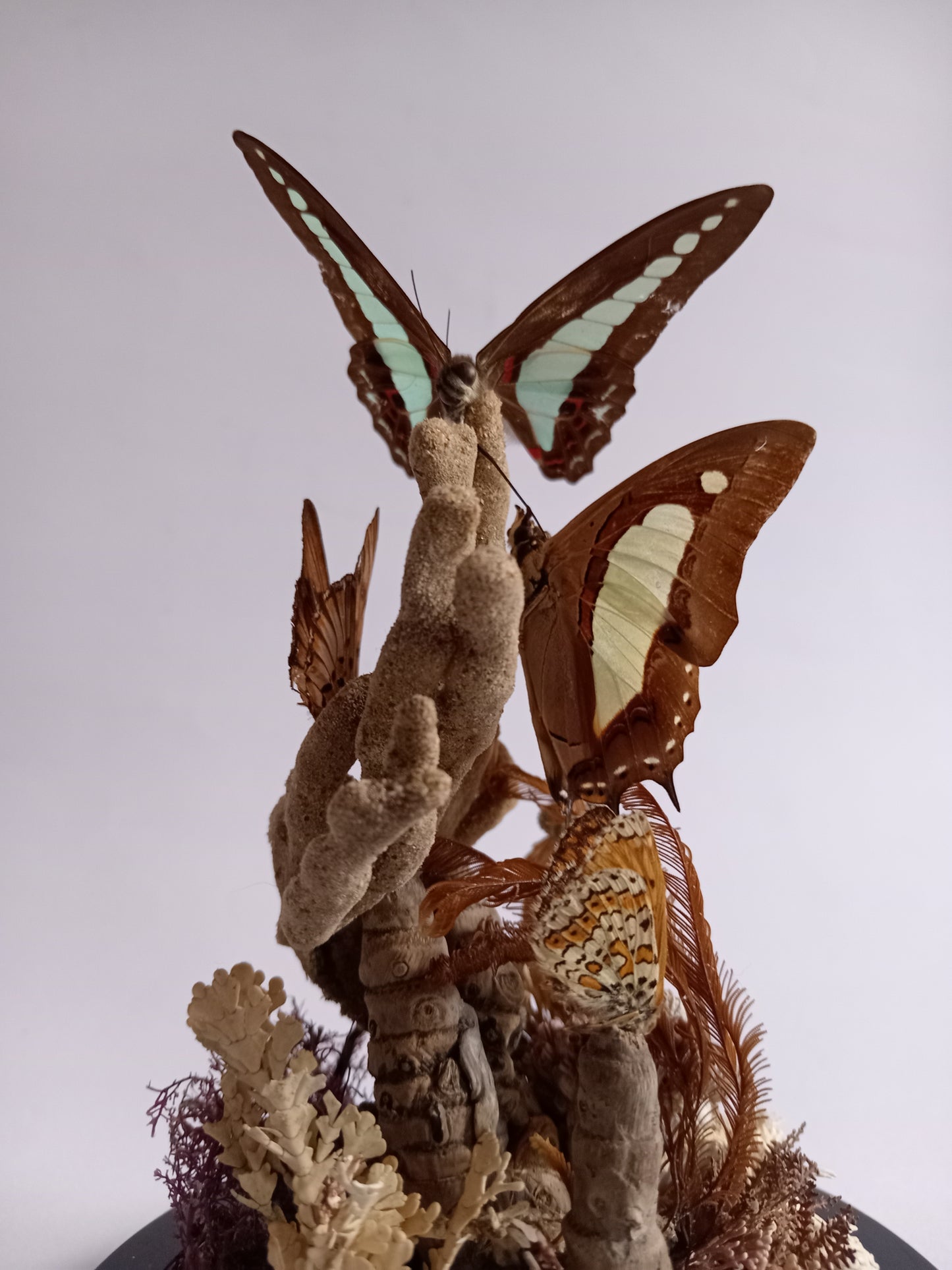 Butterfly Glass Dome