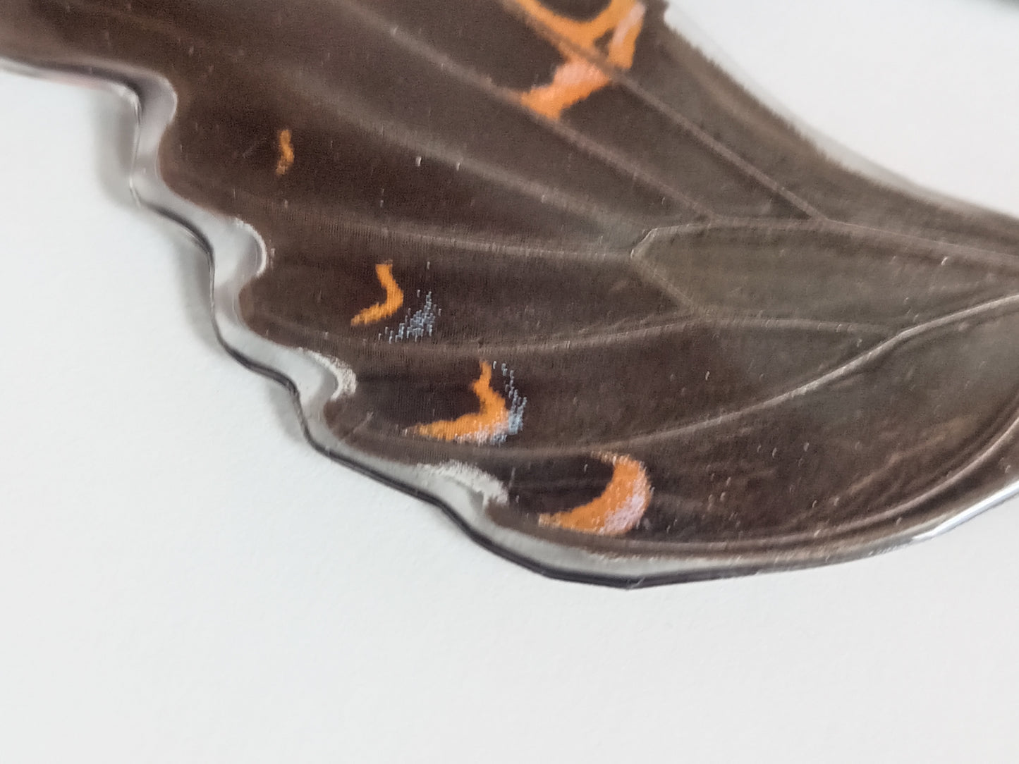Papilio Bianor Forewings