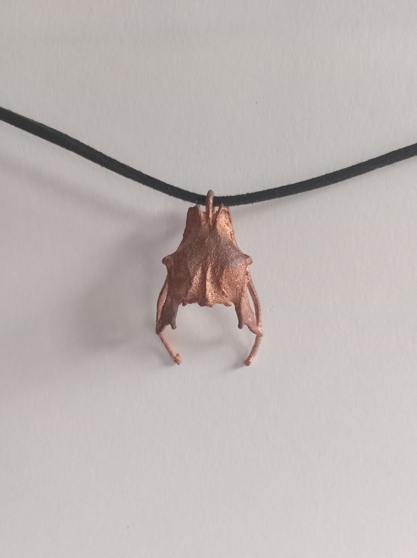 Bird Pelvis