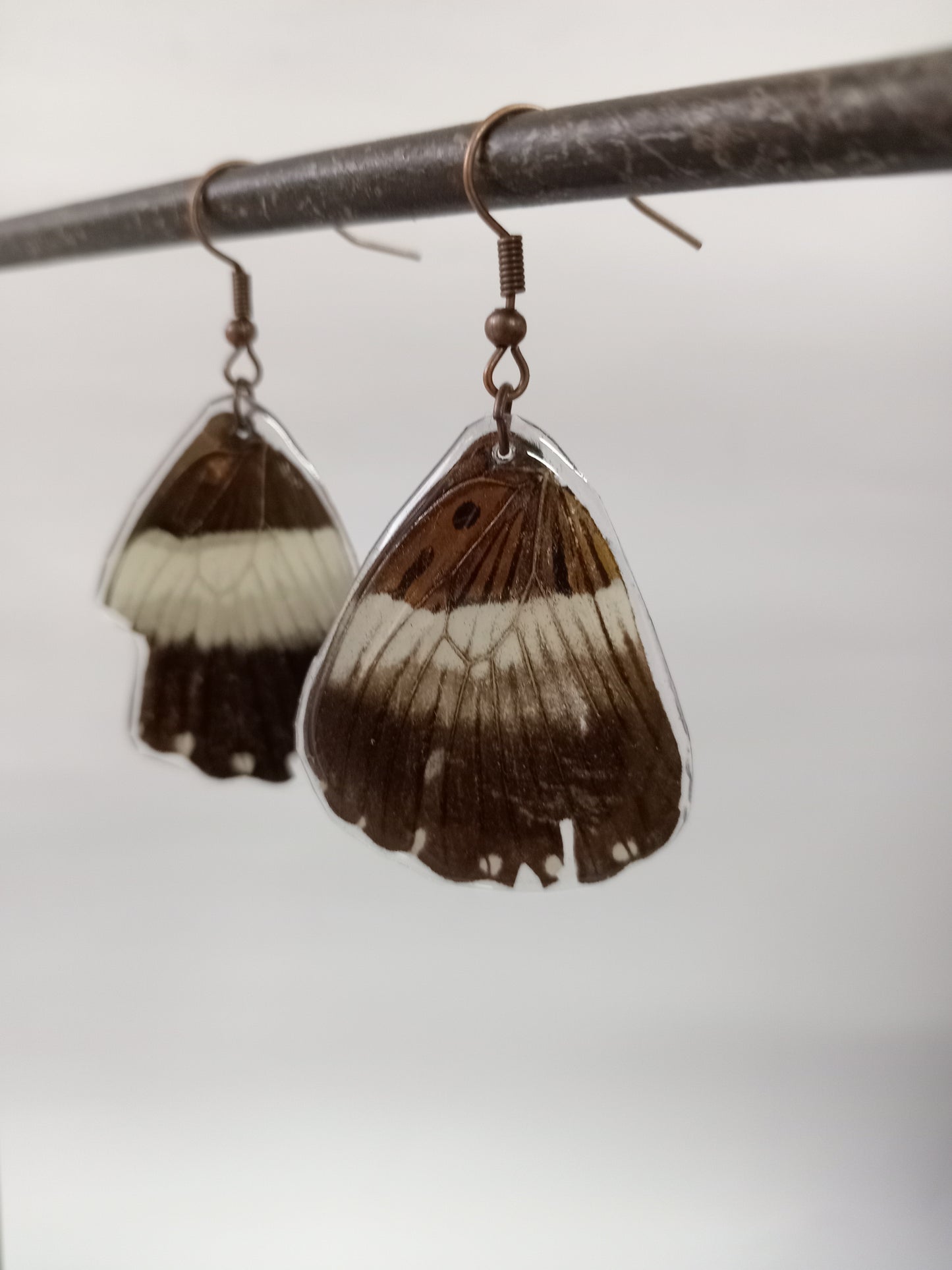 Butterfly, black, brown, white