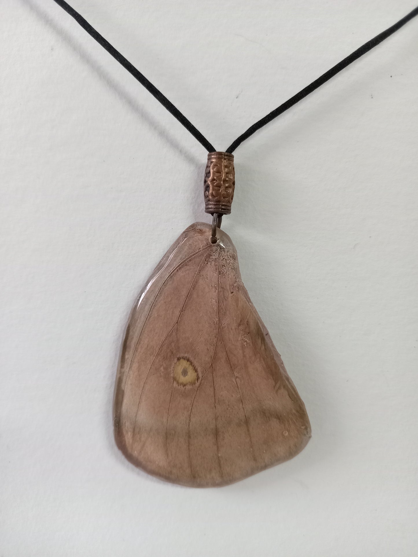 Moth Wing