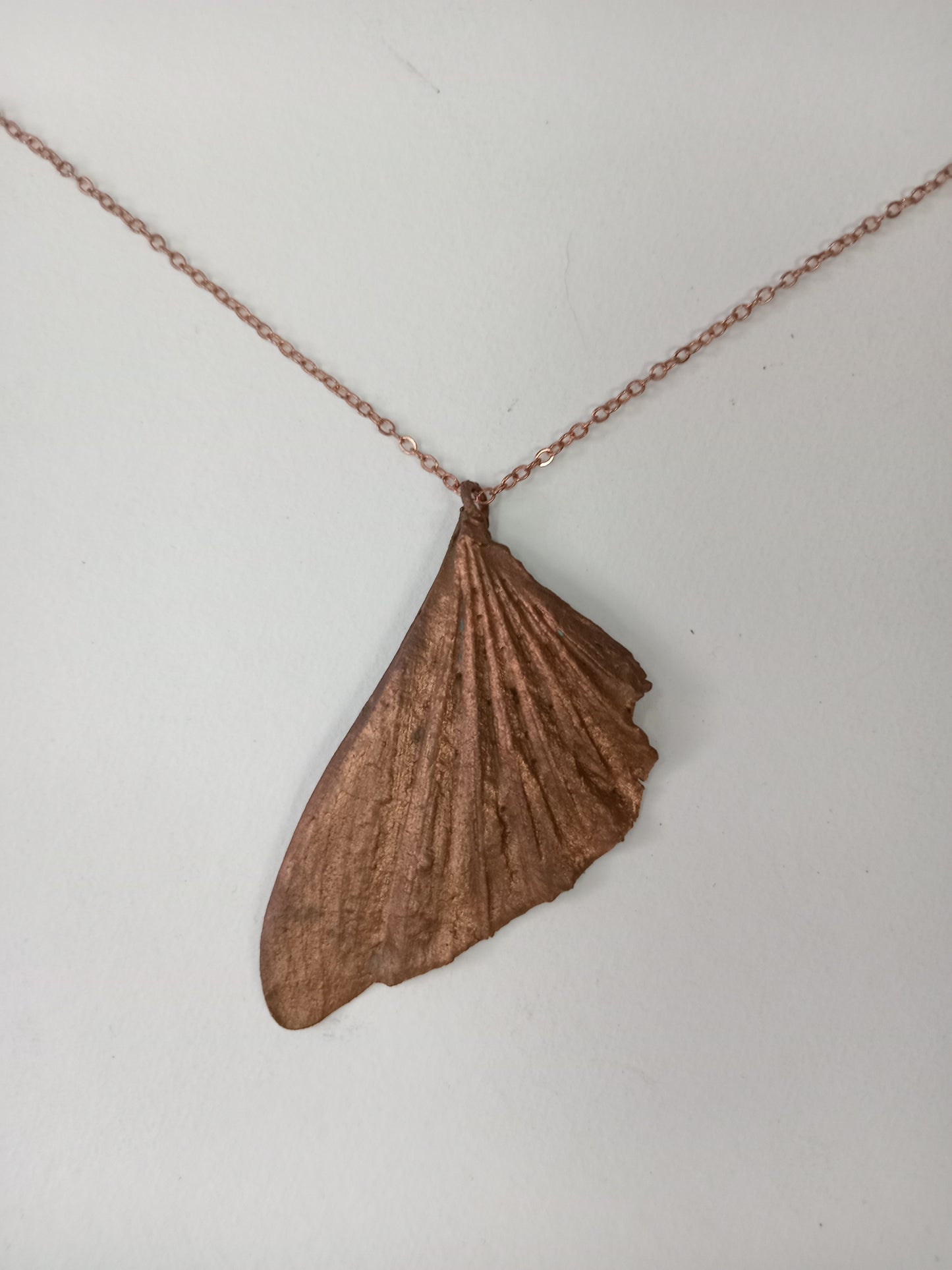 Grasshopper wing