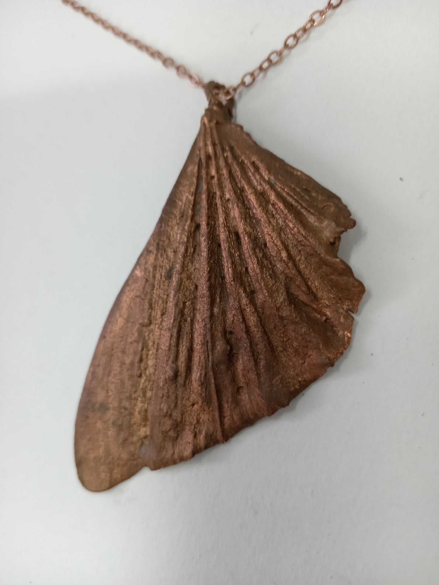 Grasshopper wing