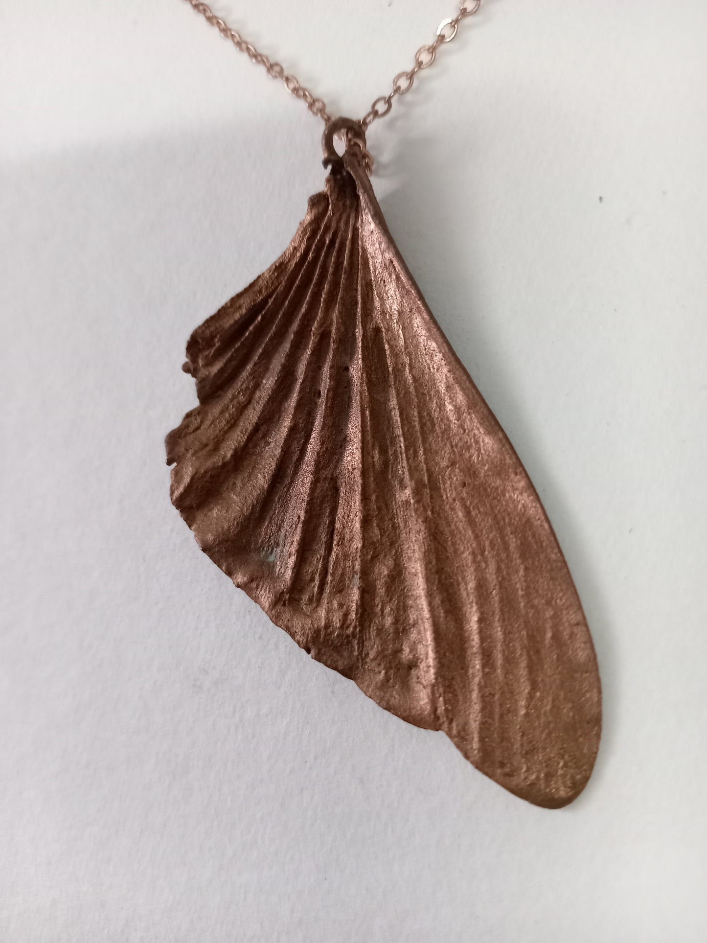 Grasshopper wing