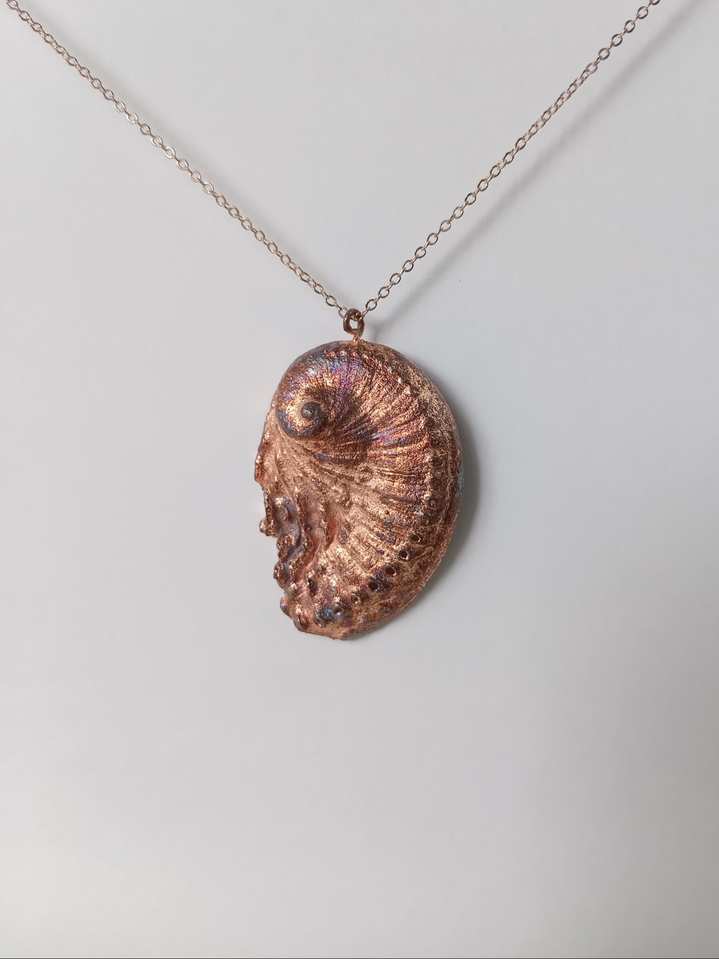 Abalone Shell