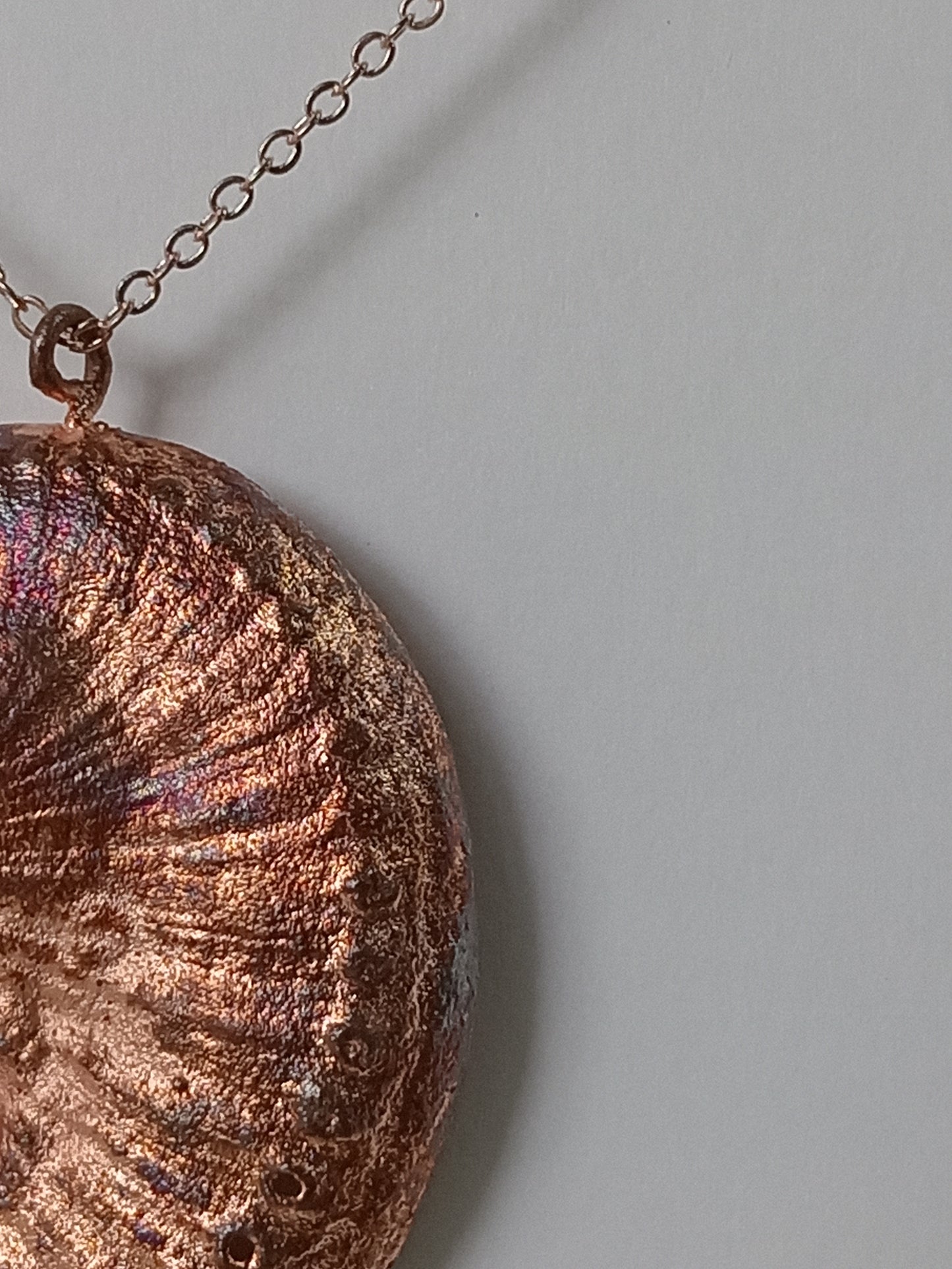 Abalone Shell