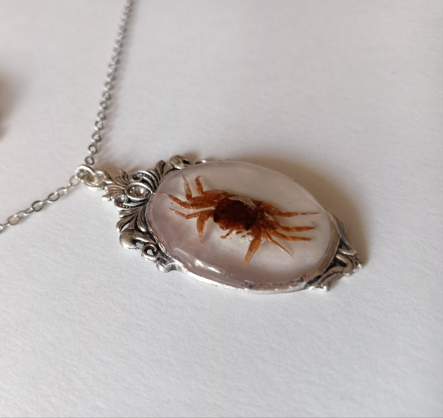 Little crab