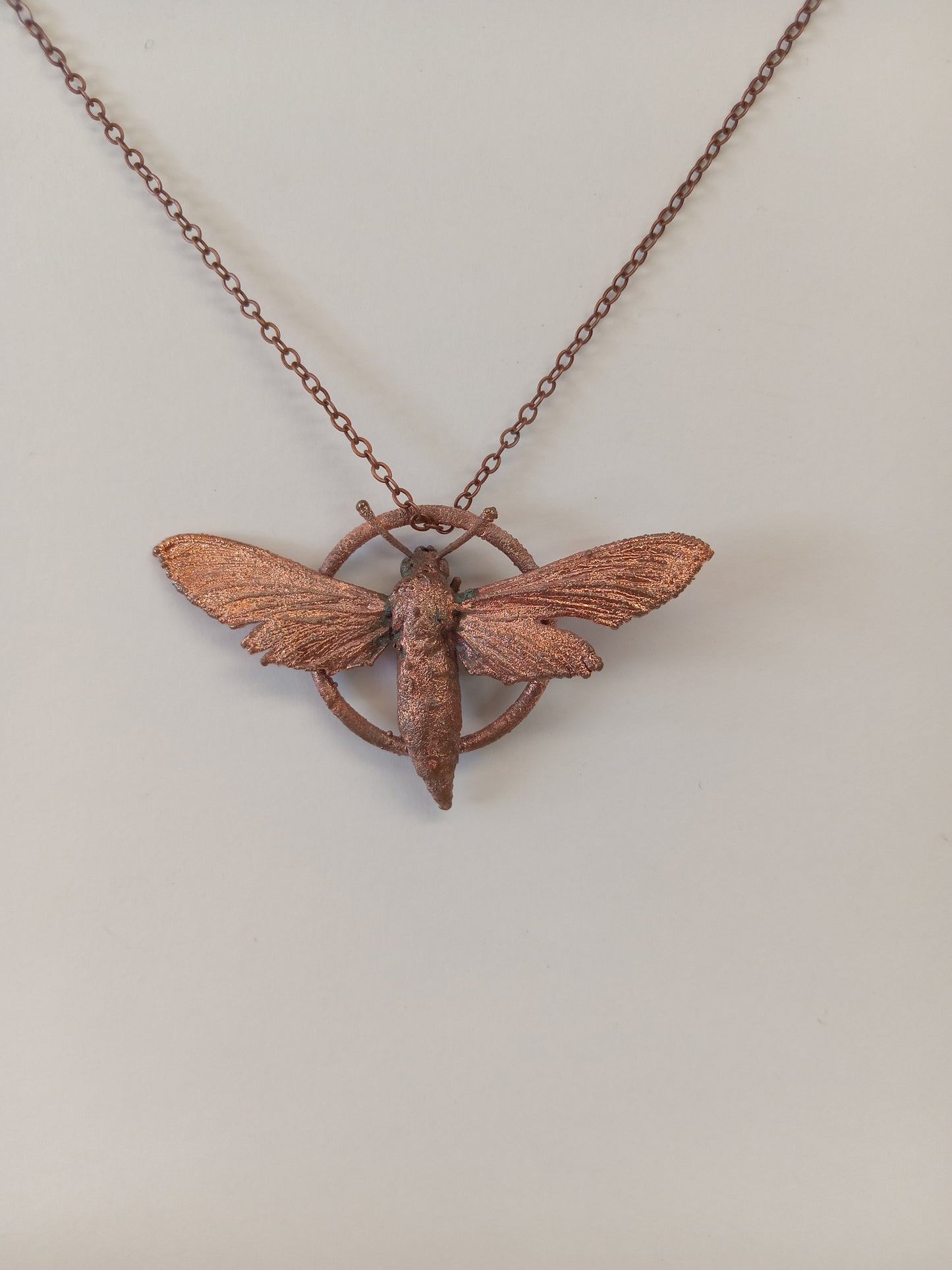 Moth