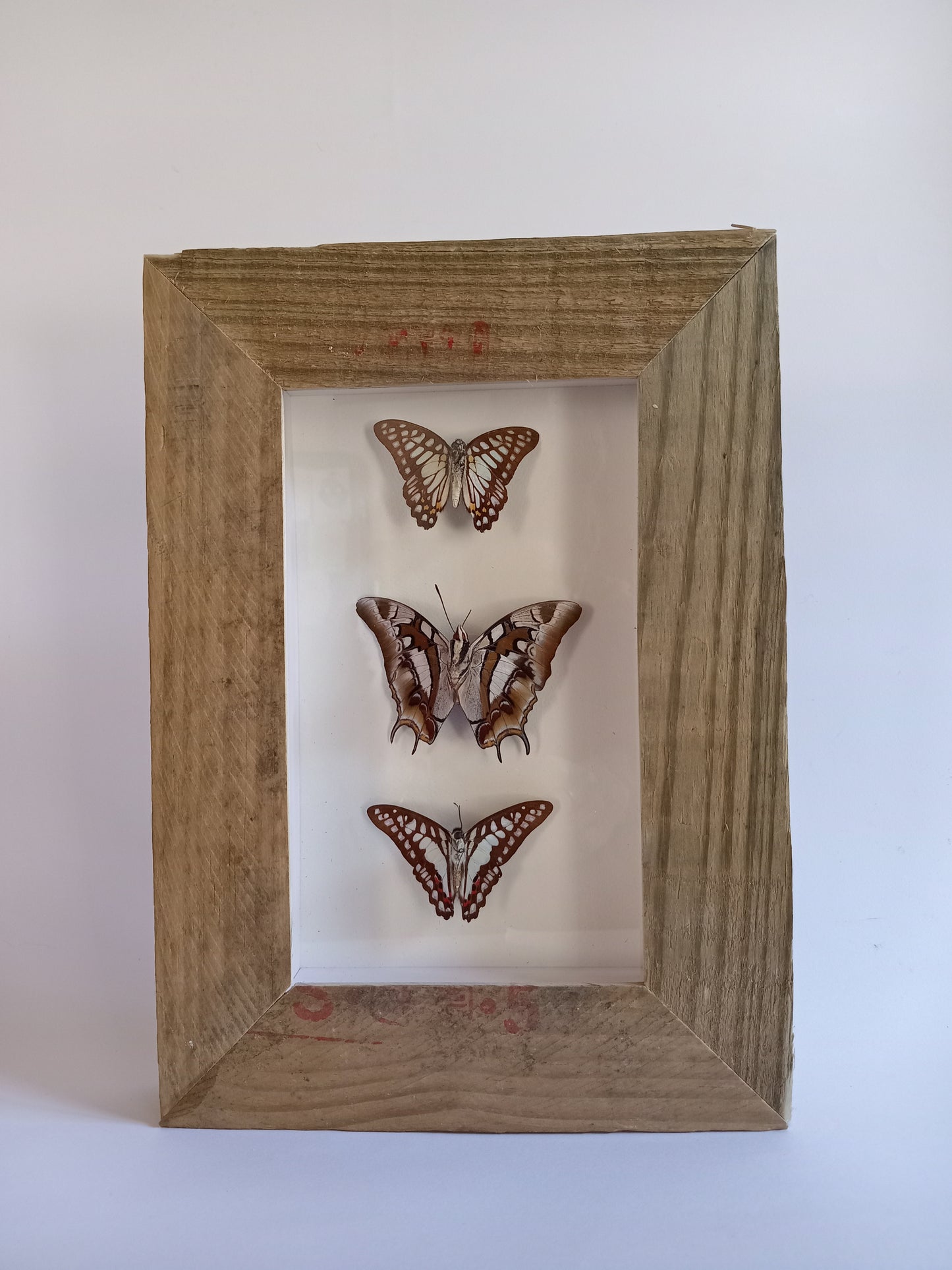 Butterflies