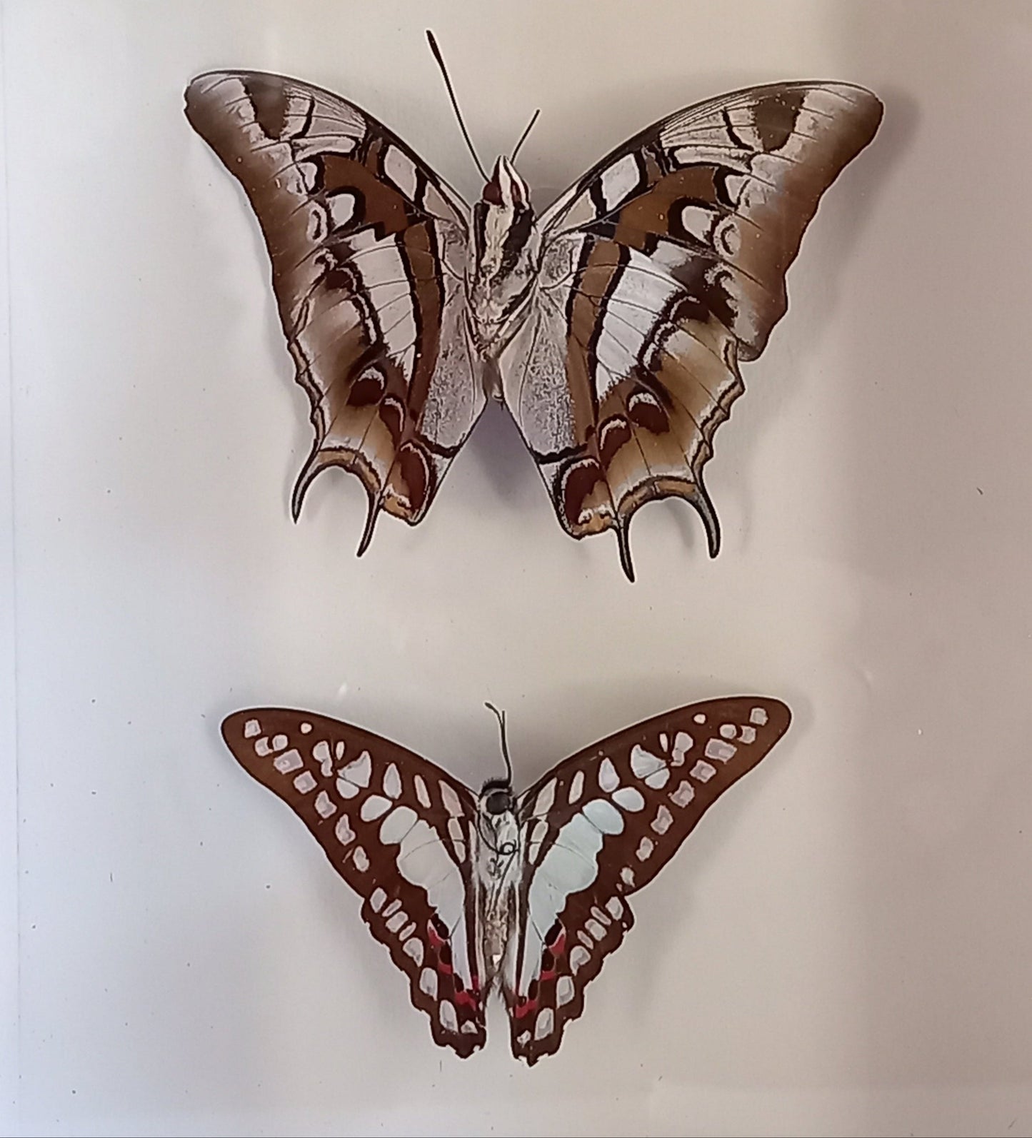 Butterflies
