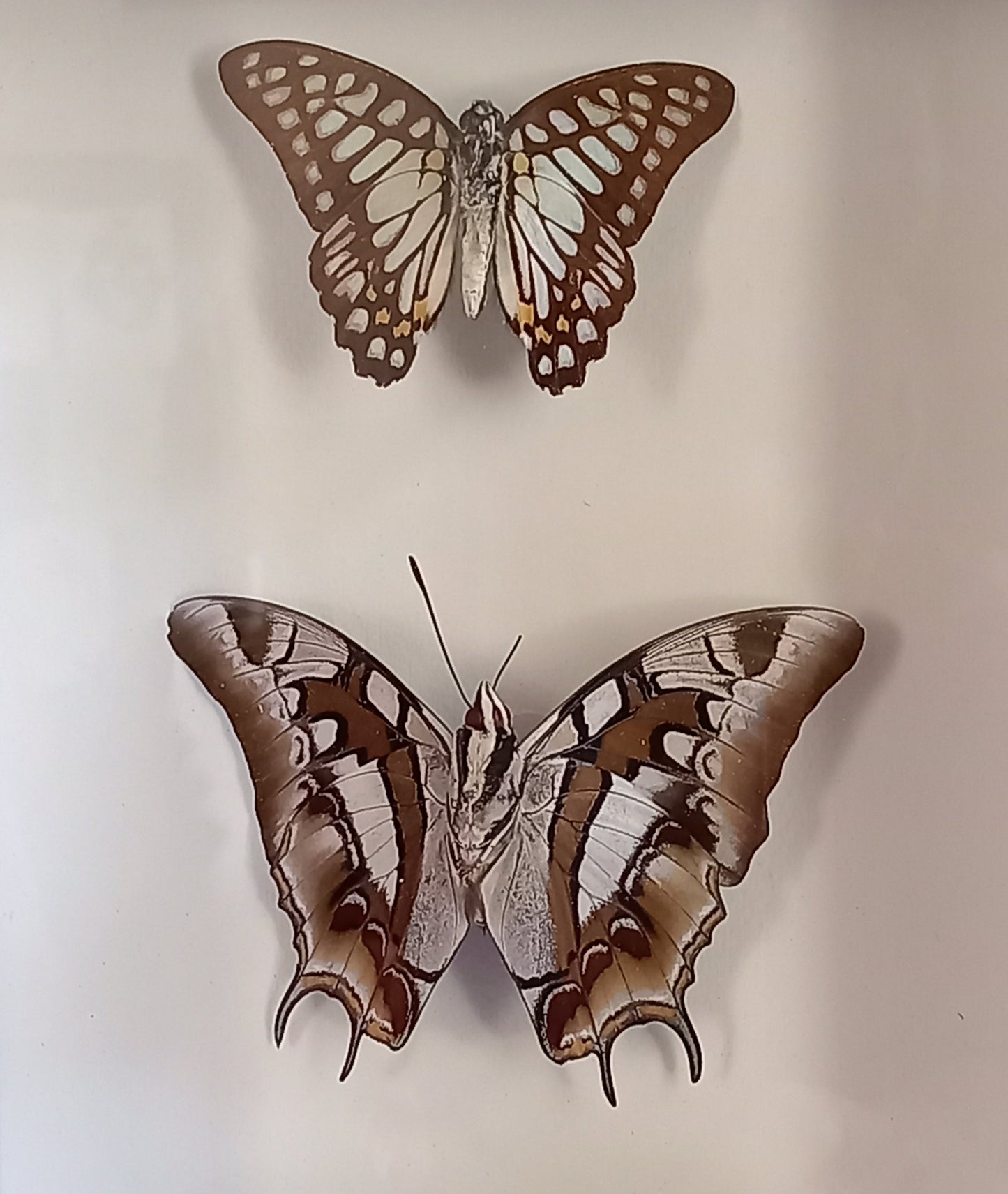 Butterflies