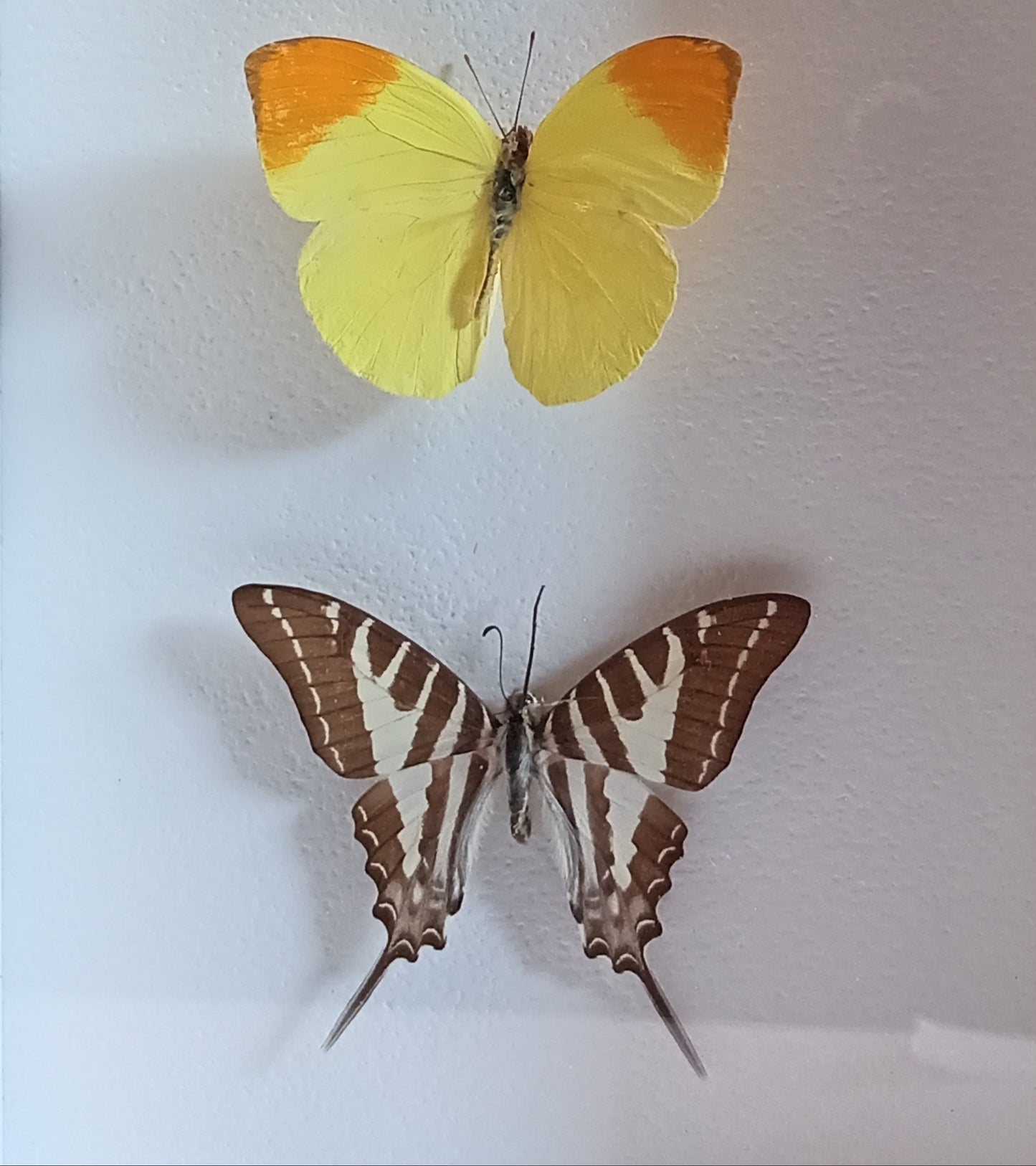 Butterflies