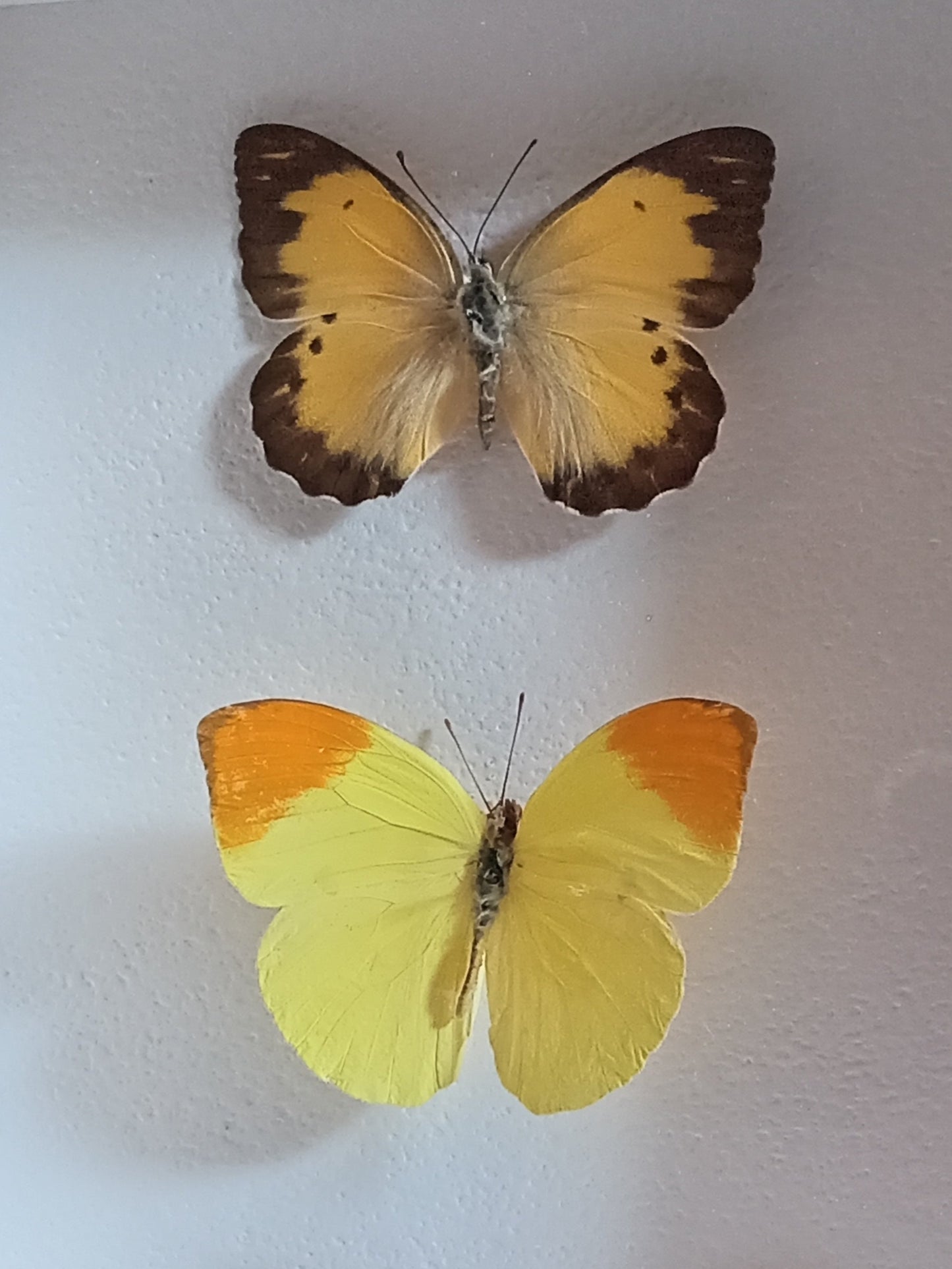 Butterflies