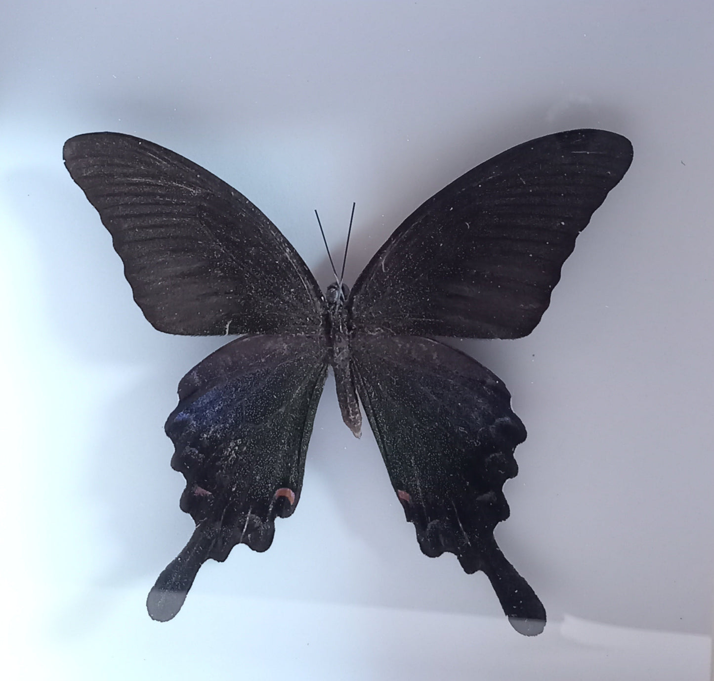 Papilio Bianor Bianor