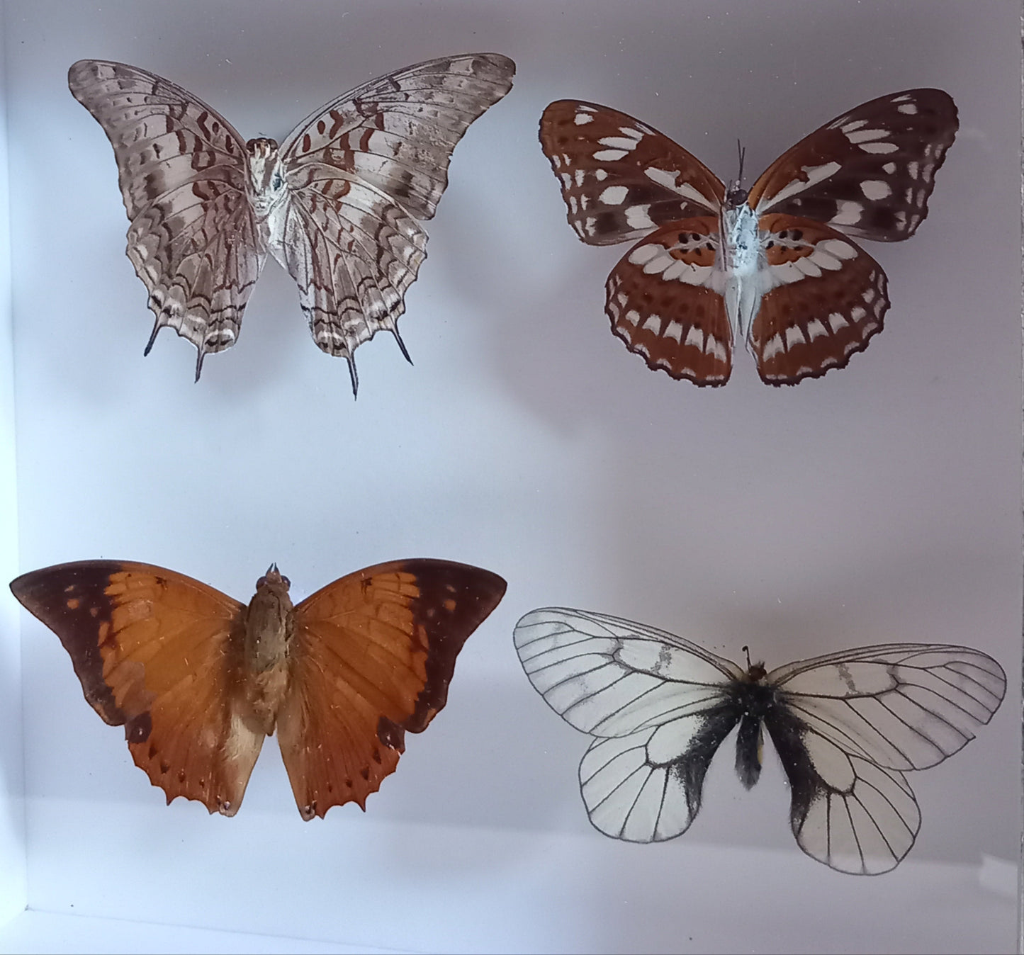 Butterflies