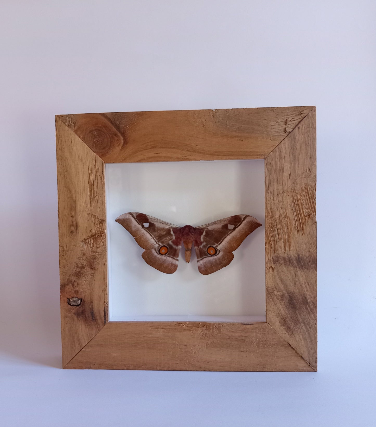 Moth