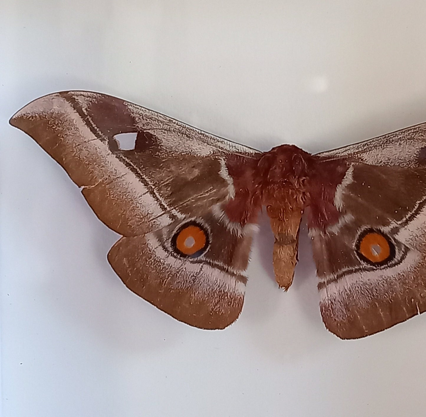 Moth