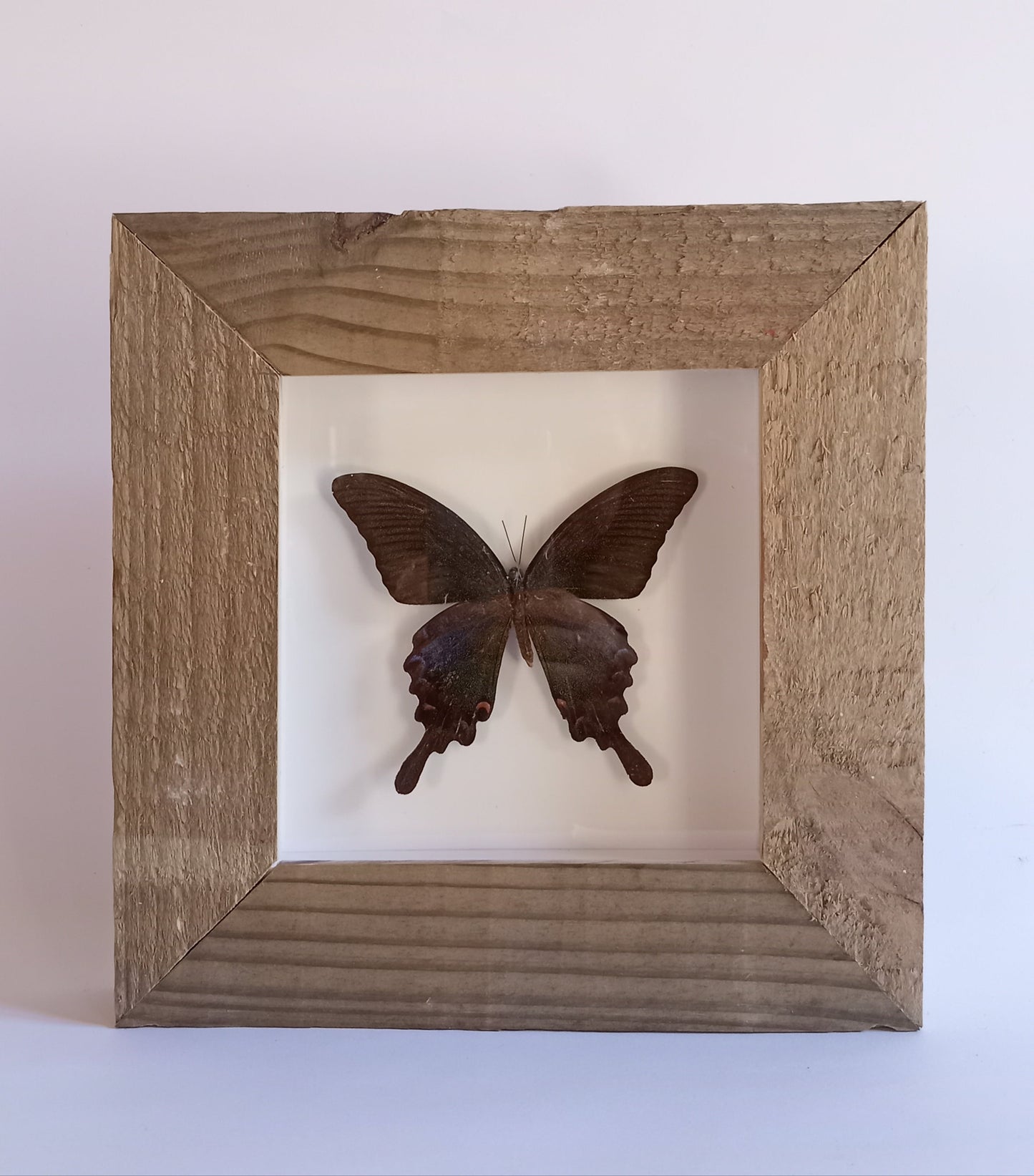 Papilio Bianor Bianor