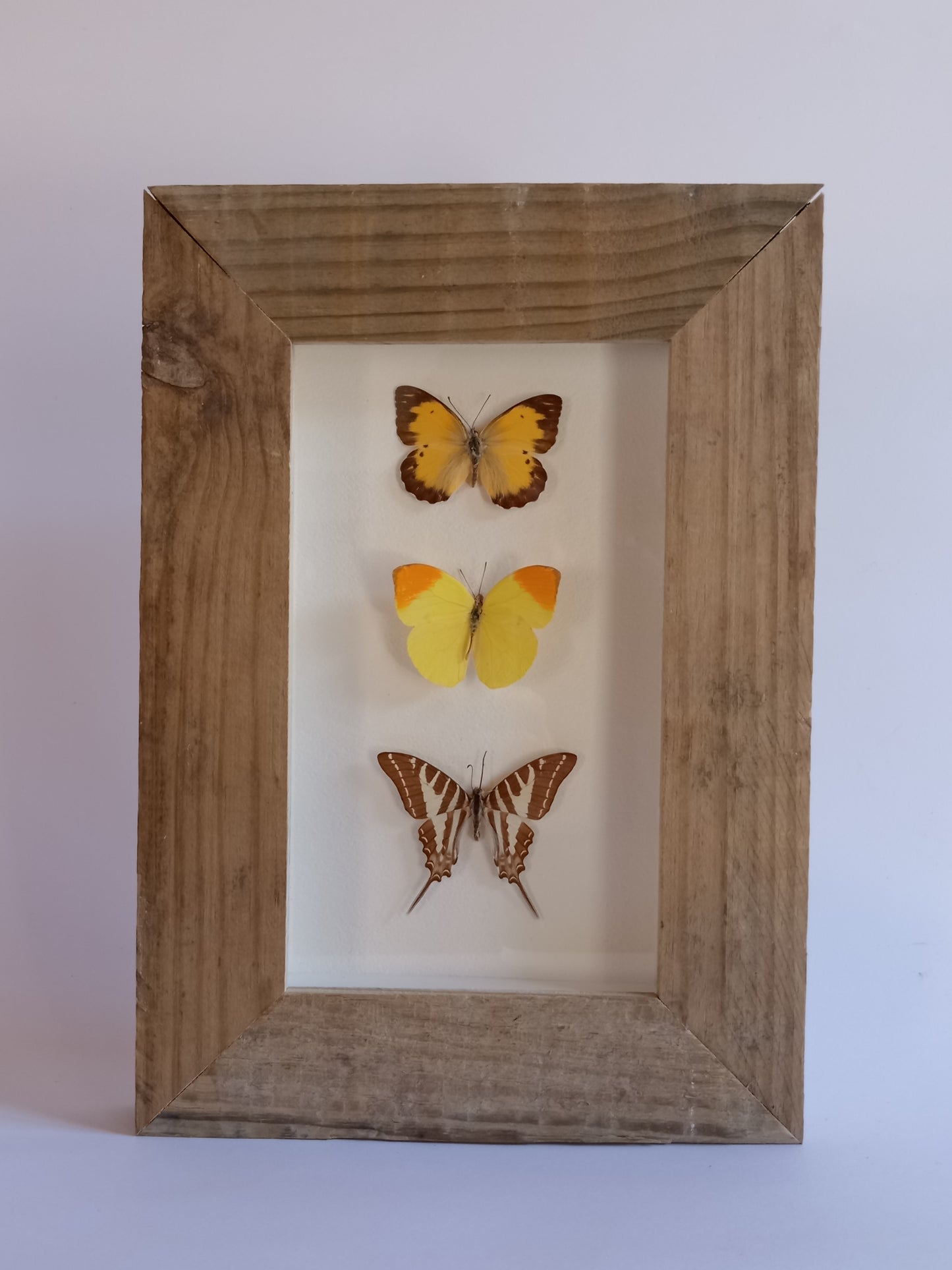 Butterflies