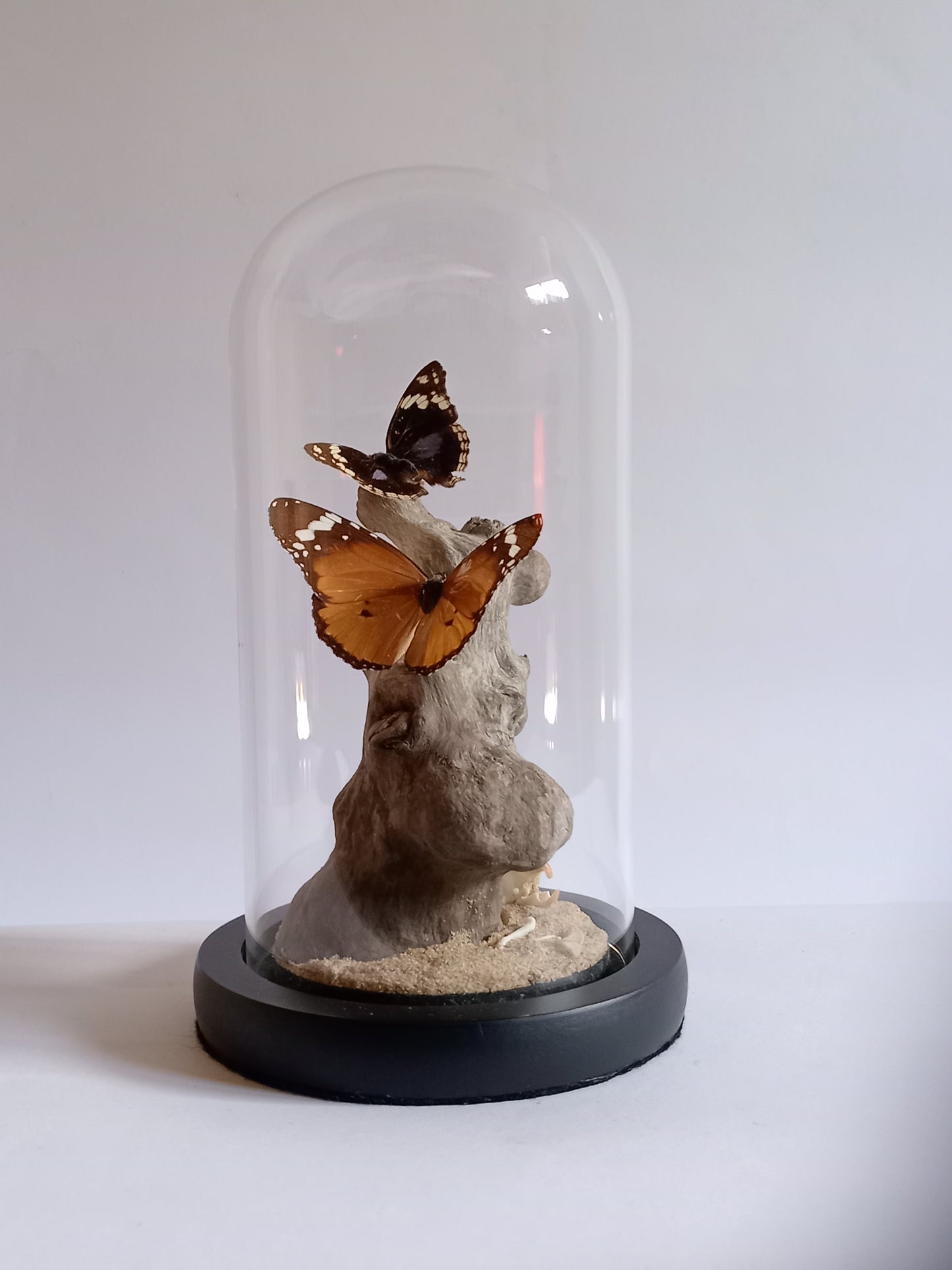Desert Stillness – Glass Dome Display