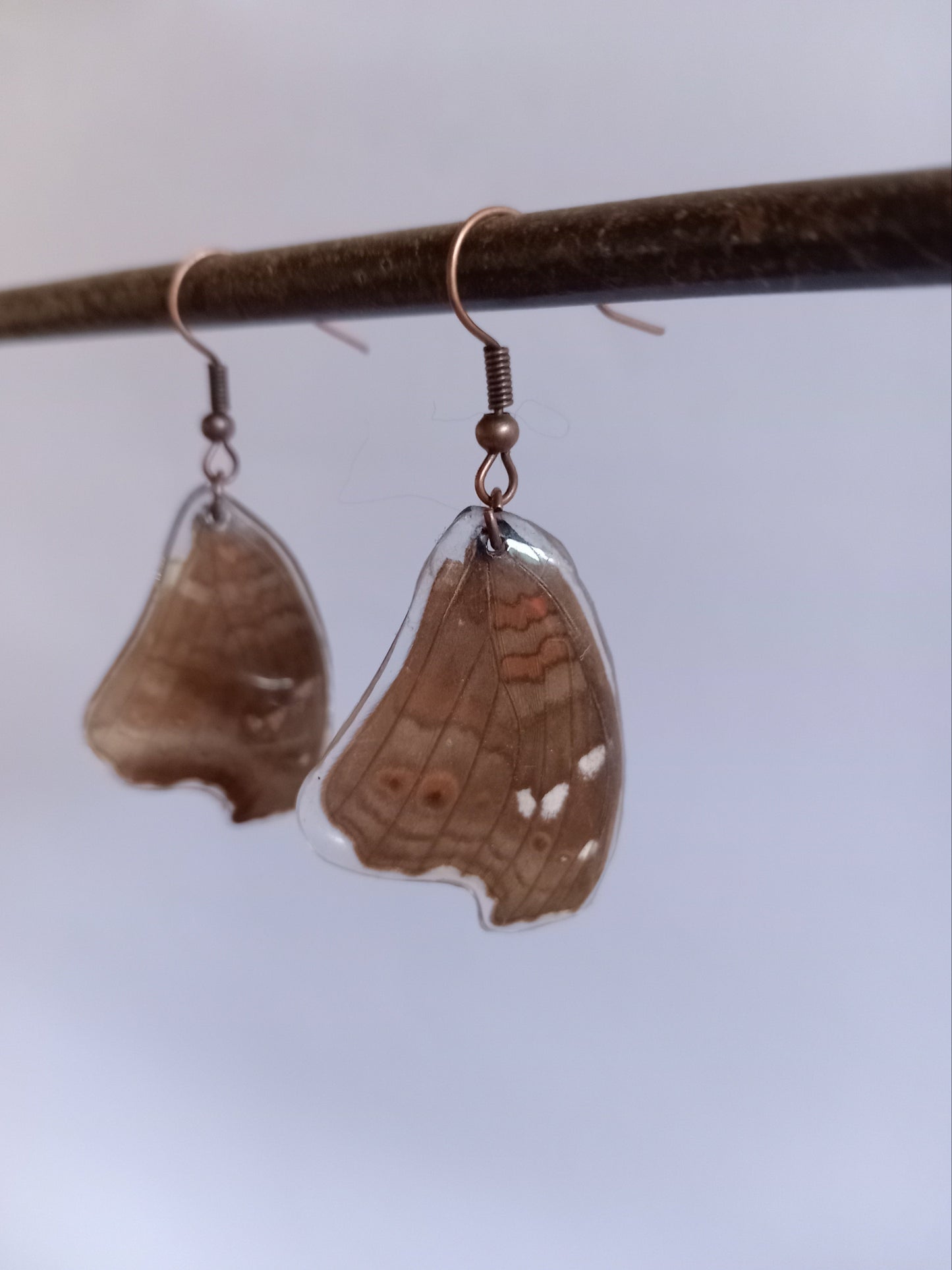 Common Evening Brown