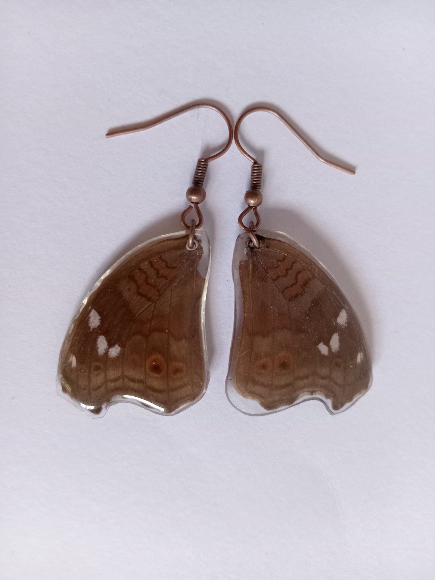 Common Evening Brown