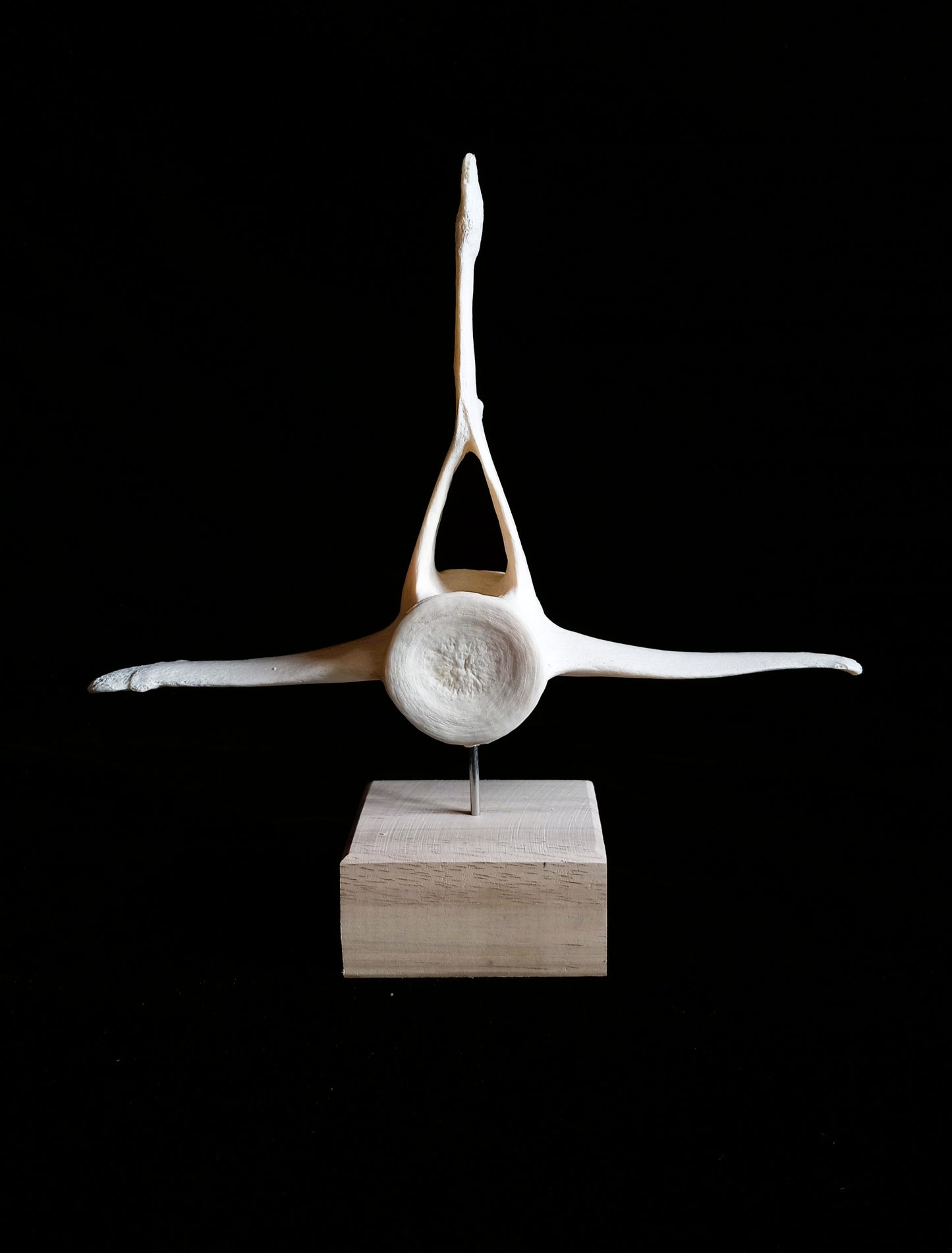 Dolphin Vertebra on Wooden Base