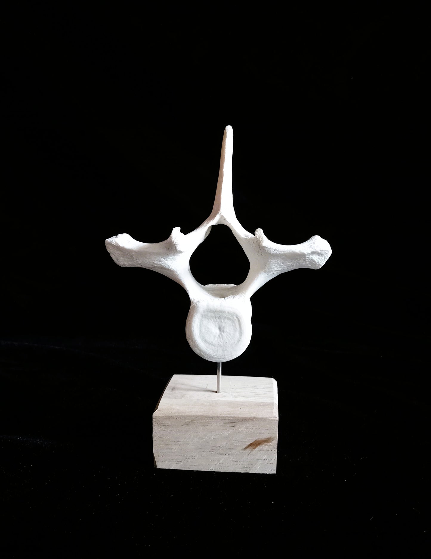 Dolphin Vertebra on Wooden Base