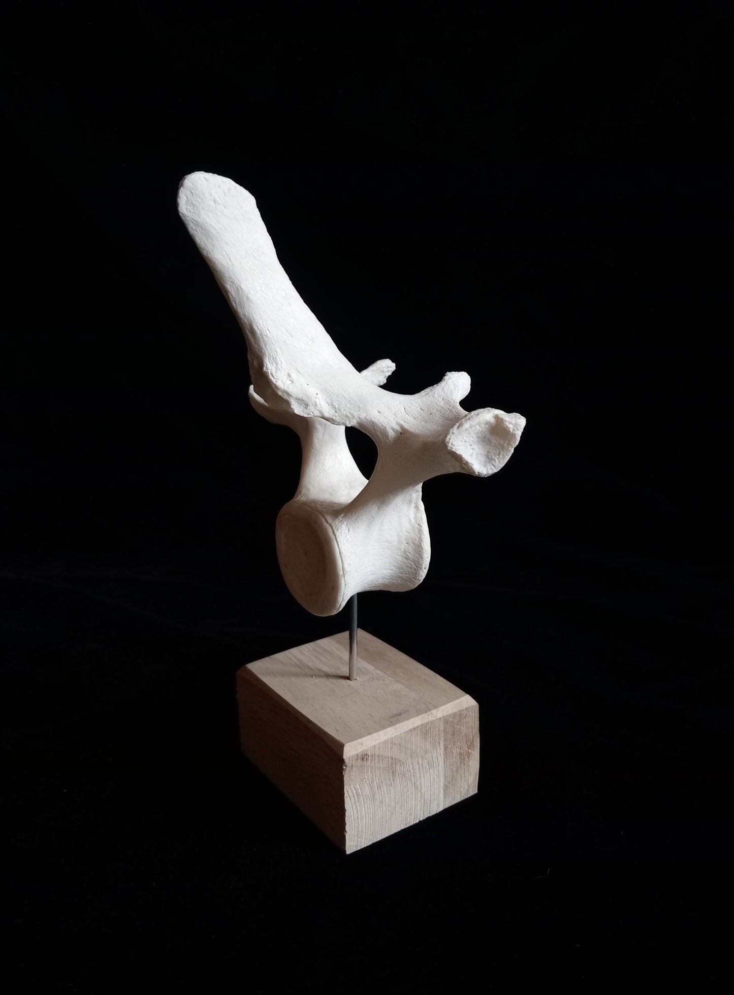 Dolphin Vertebra on Wooden Base