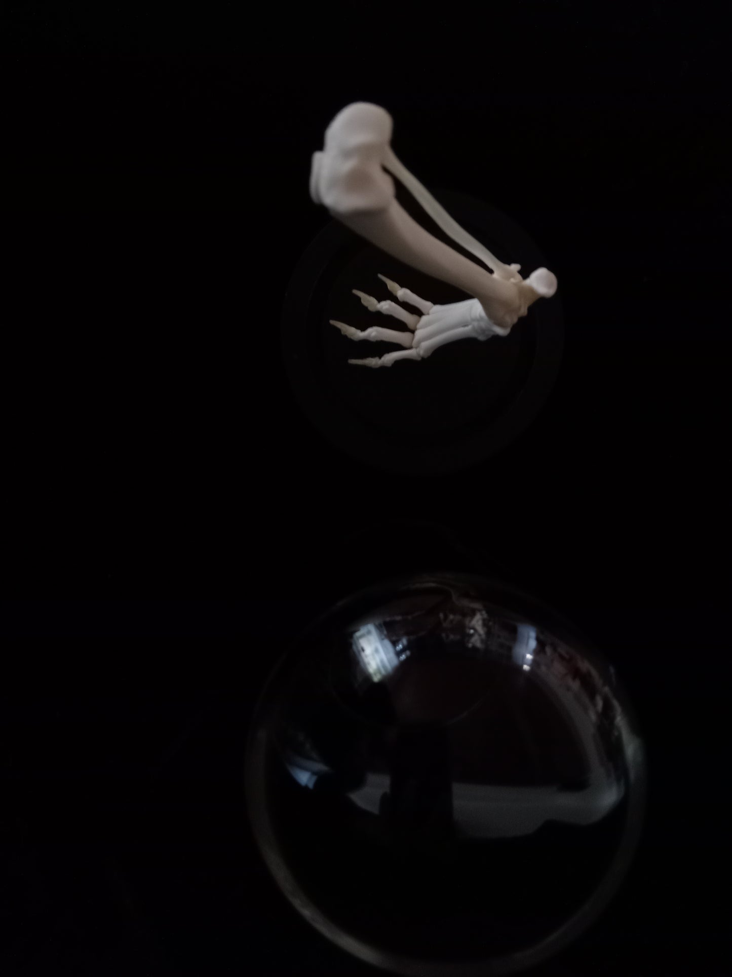 Rearticulated Cat Leg in Glass Dome Cloche