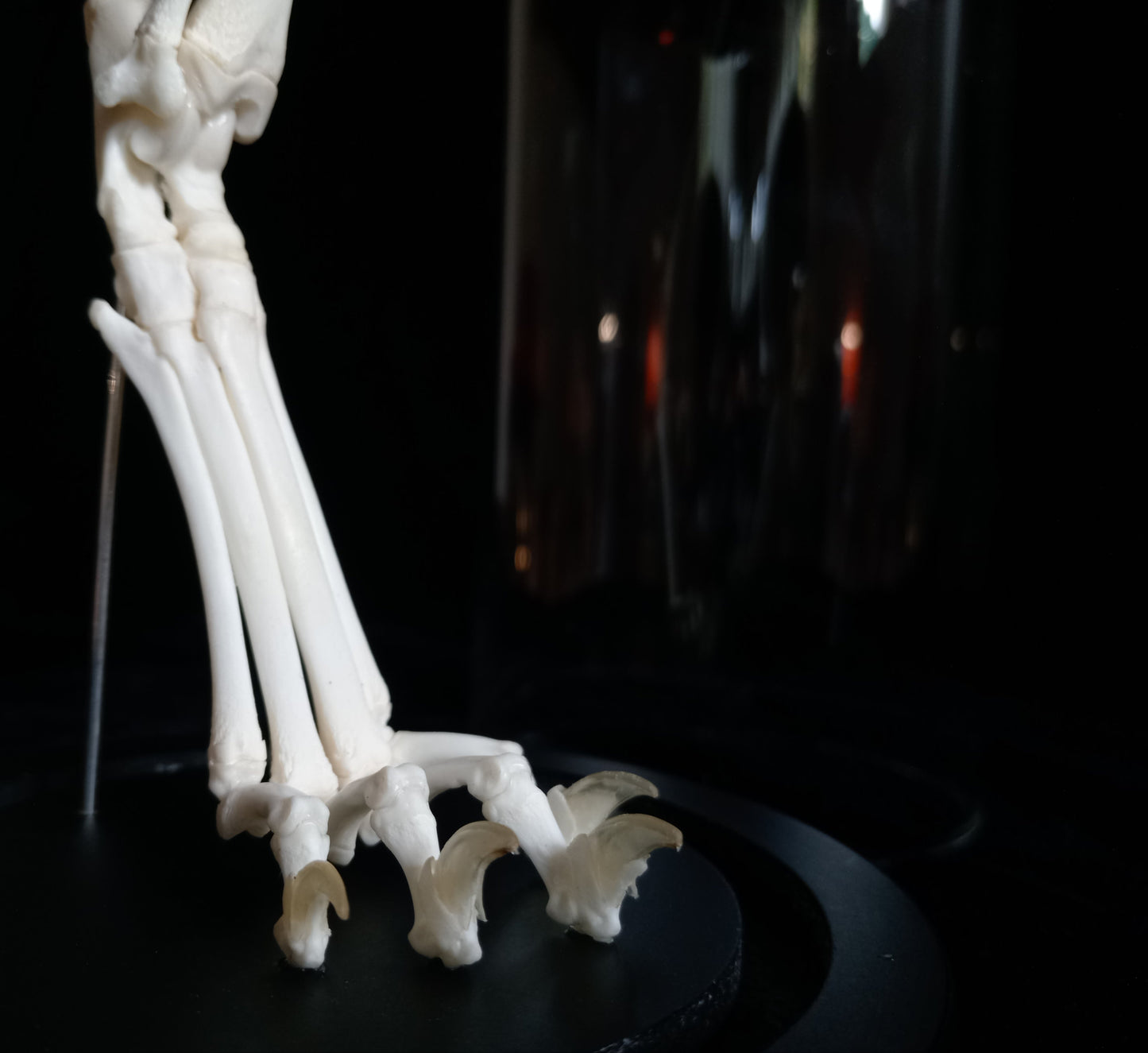 Rearticulated Cat Leg in Glass Dome Cloche