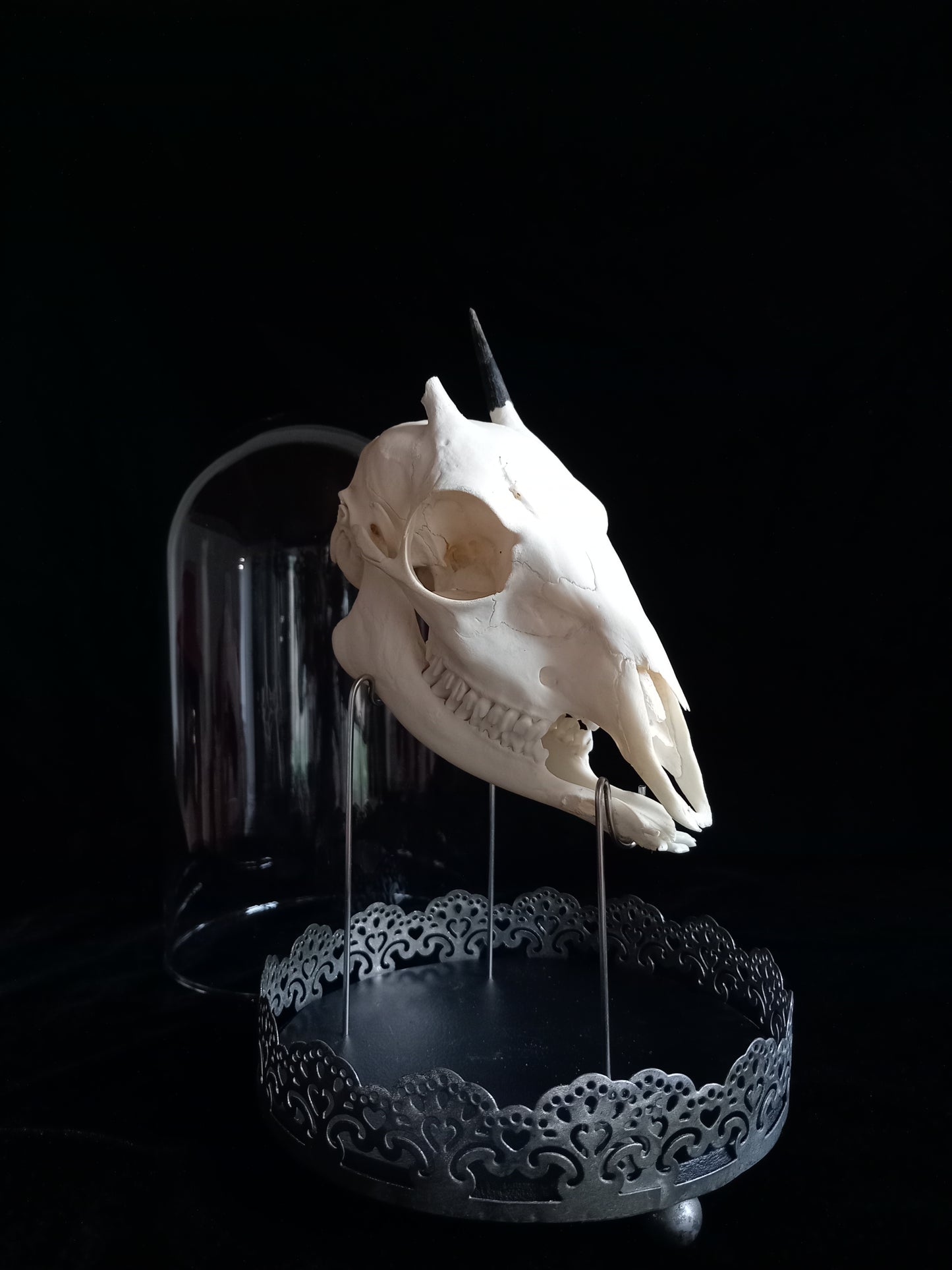 Duiker Skull in Glass Dome Cloche