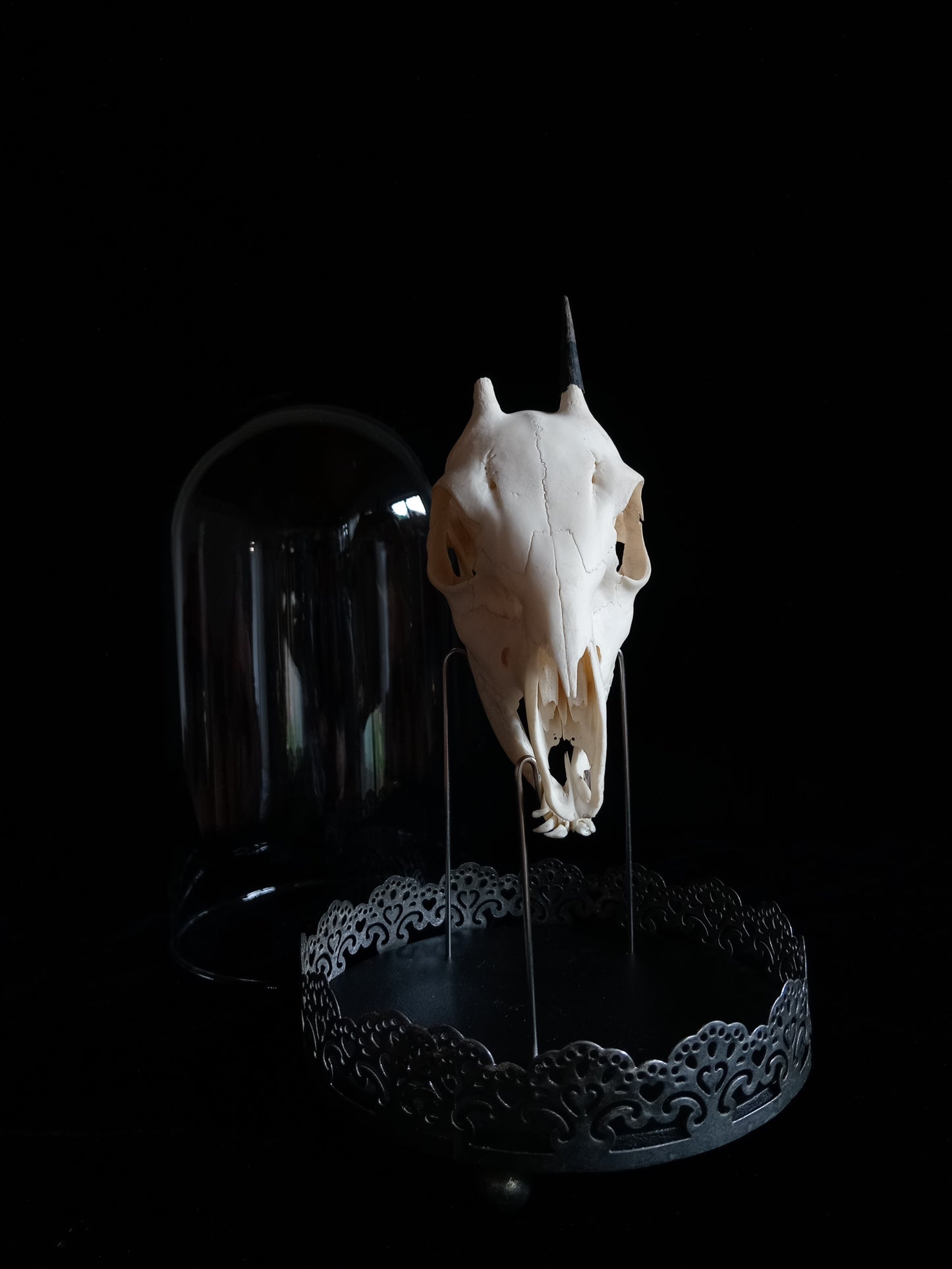 Duiker Skull in Glass Dome Cloche